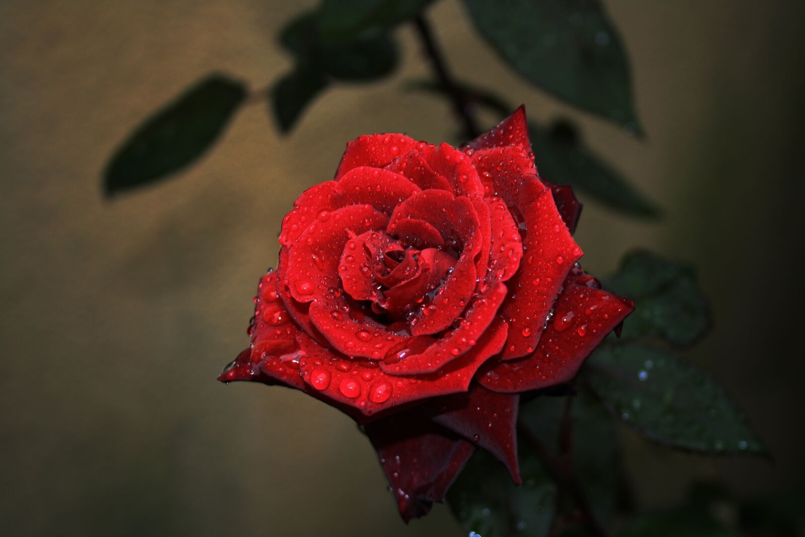 Canon EOS 1000D (EOS Digital Rebel XS / EOS Kiss F) sample photo. Rose, flower, dark photography