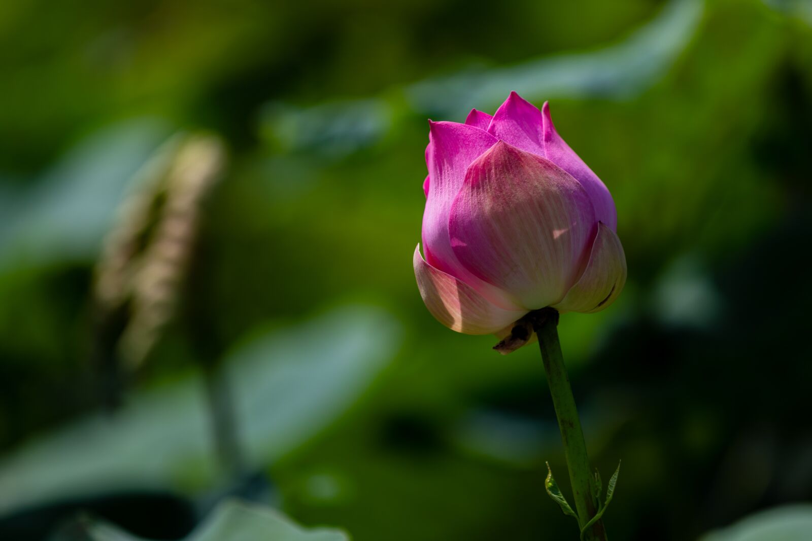 Canon EOS 5D Mark IV sample photo. Lotus flowers, lotus, beautiful photography