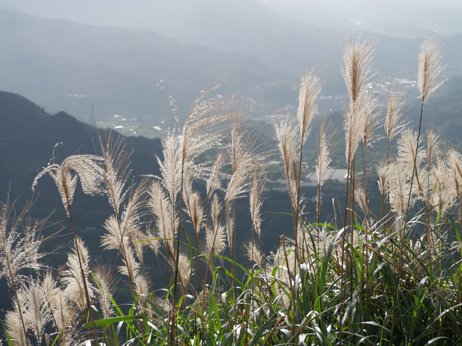 Panasonic Lumix DMC-GX7 sample photo. Vegetation, plants, mountains photography