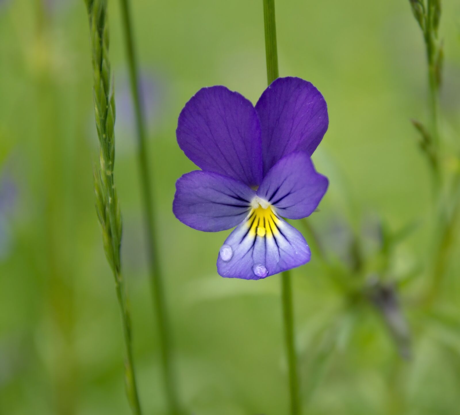 Sony Alpha DSLR-A550 sample photo. Flower, summer, flowers of photography