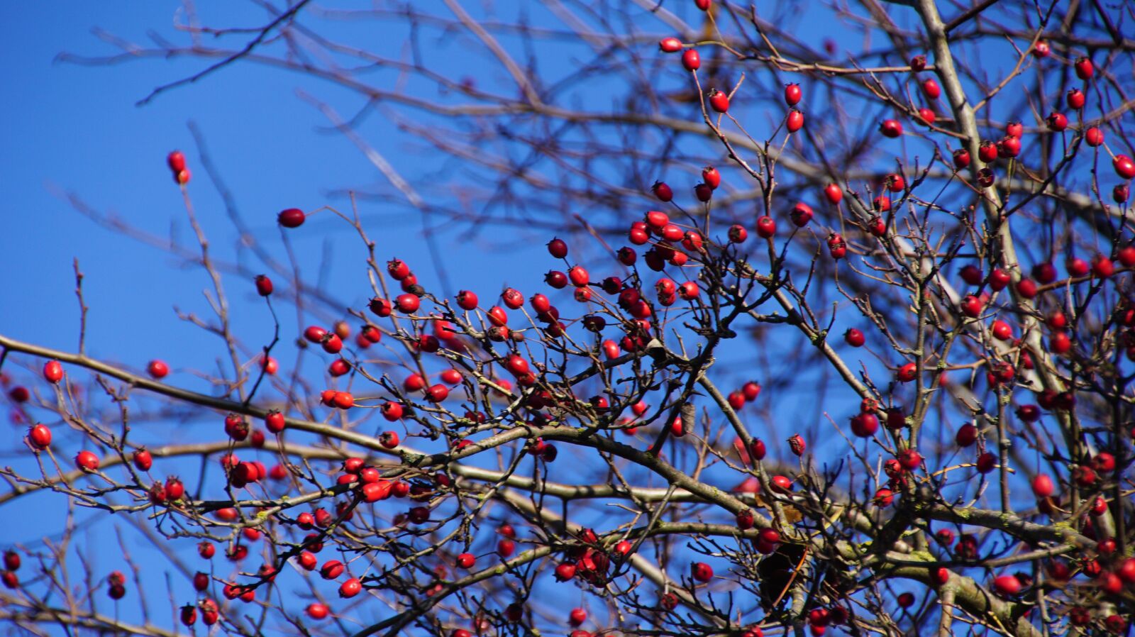 Sony ILCA-77M2 + DT 18-270mm F3.5-6.3 SSM sample photo. Outdoor, rose hip, branches photography