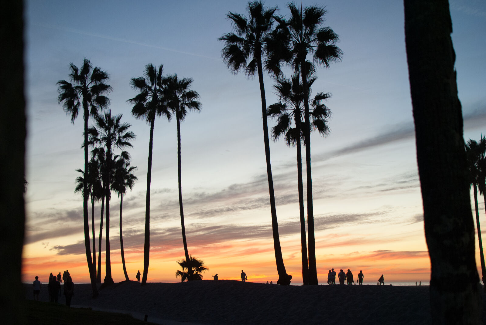 Nikon D3000 sample photo. Beach, california, palm, trees photography