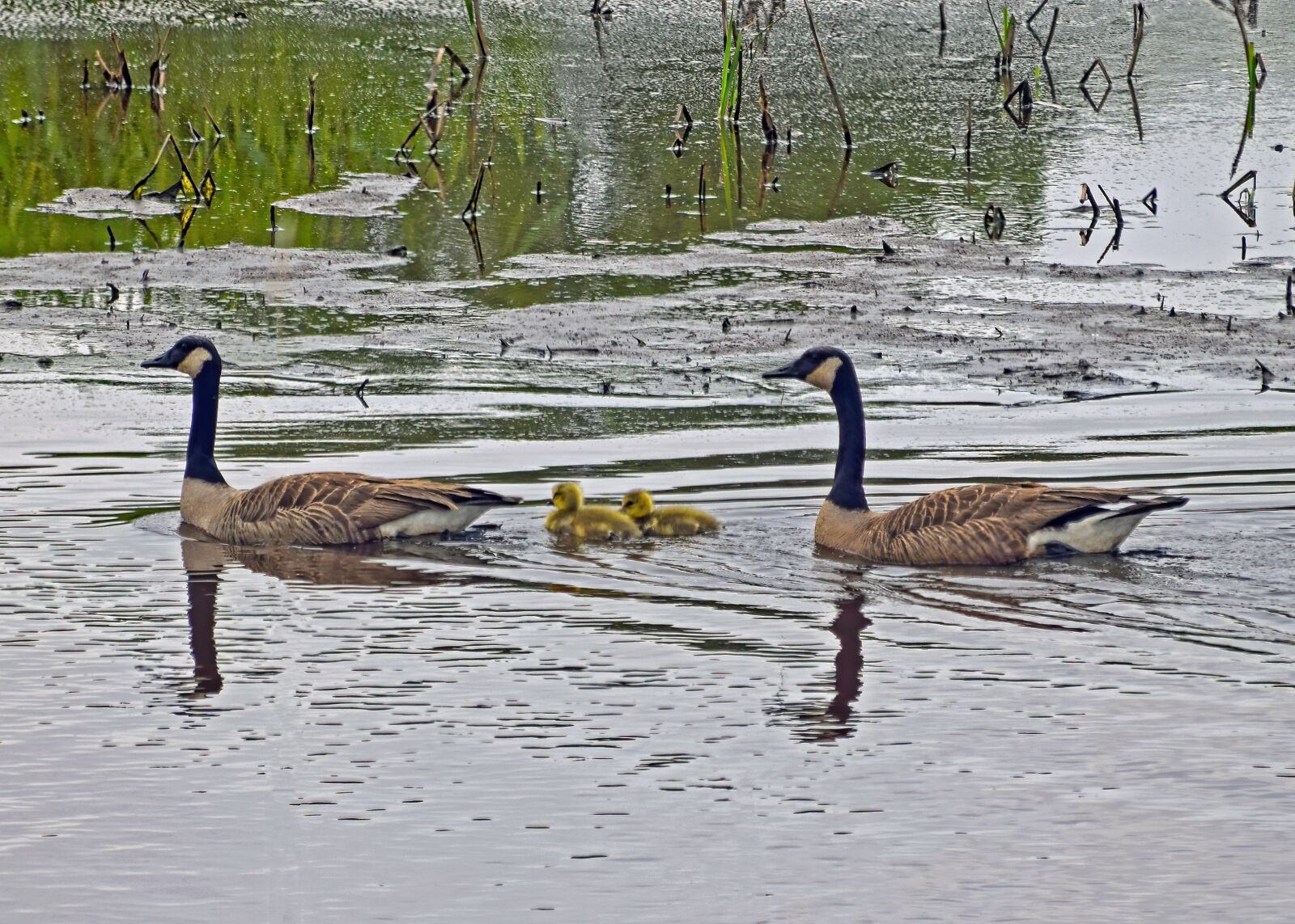 Nikon D3300 sample photo. Geese, family, marsh photography