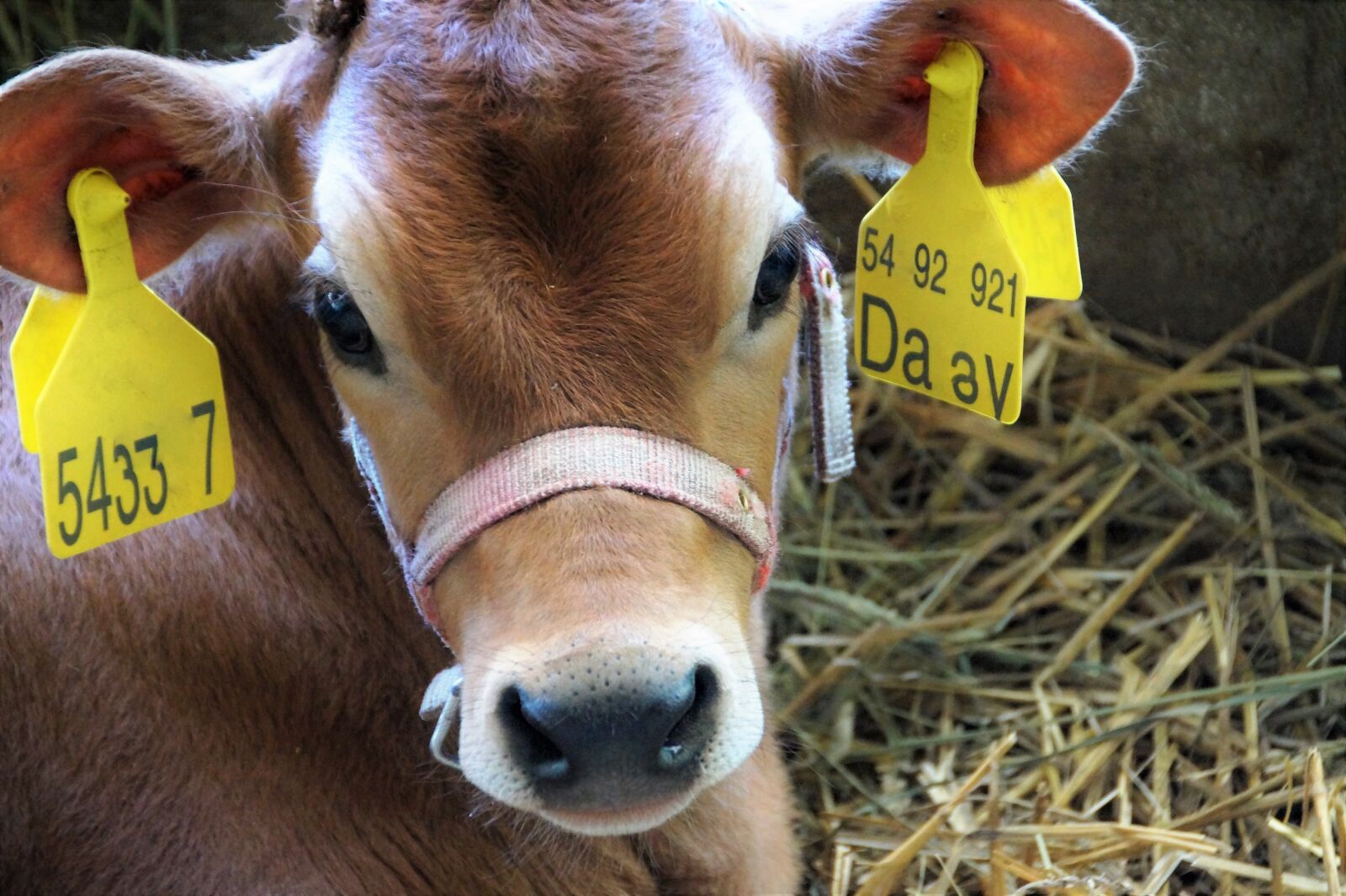 Sony SLT-A58 sample photo. Cow, calf, cub photography