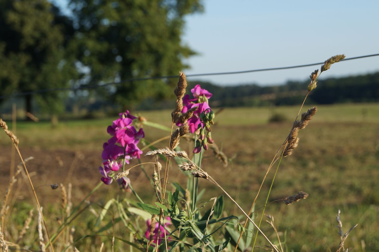 Sony SLT-A57 sample photo. Landscape, pasture, meadow photography