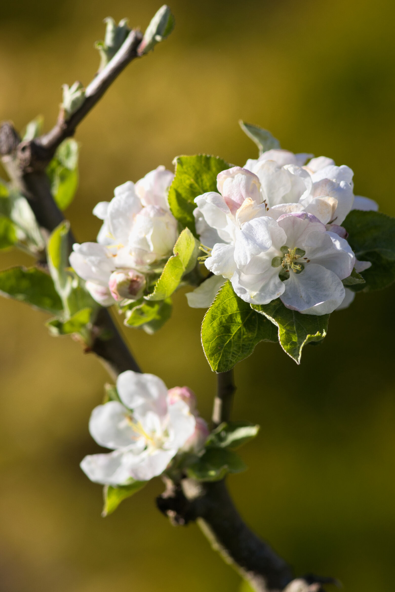 Canon EF 300mm F4L IS USM sample photo
