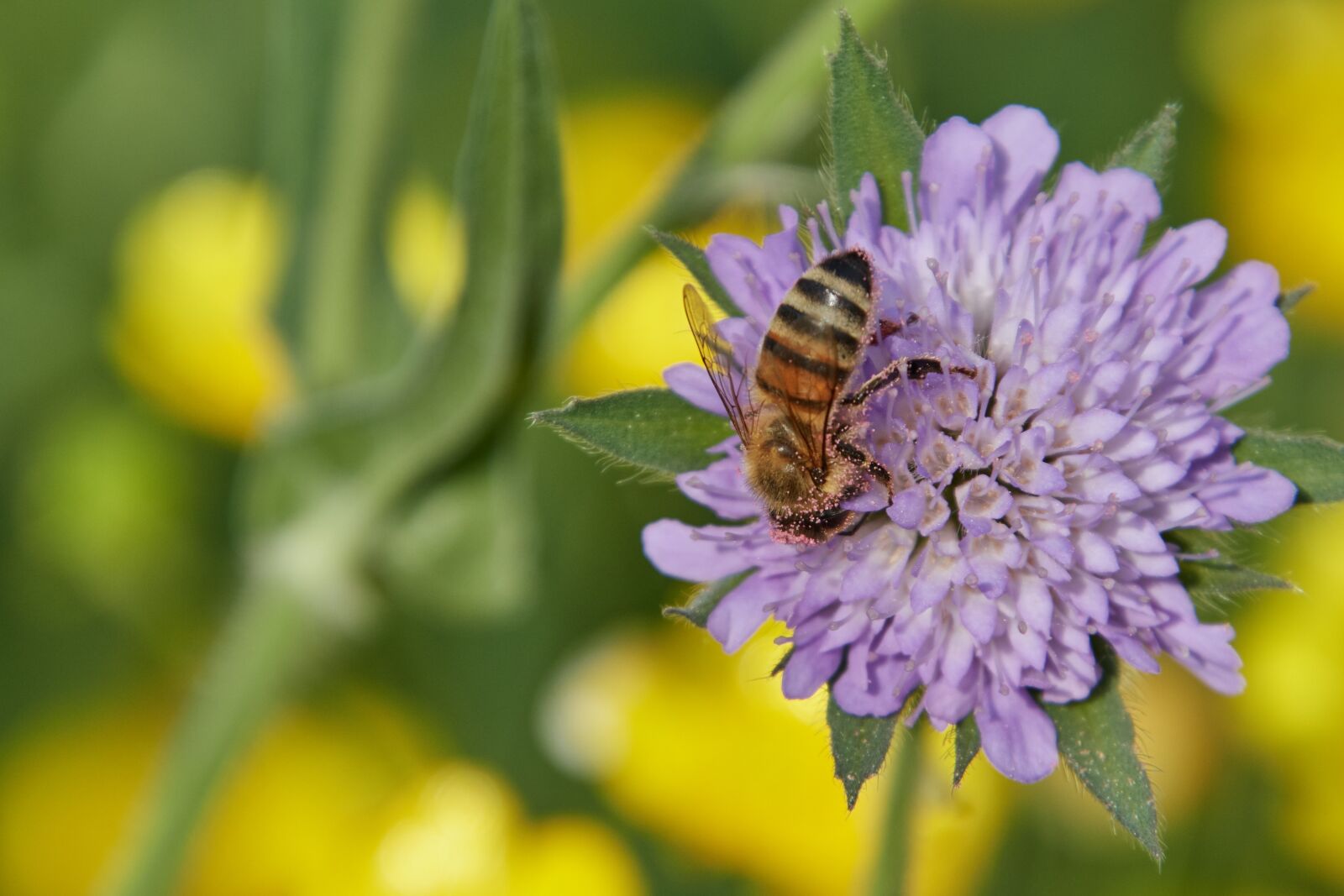 Nikon D500 sample photo. Bee, flower, blossom photography