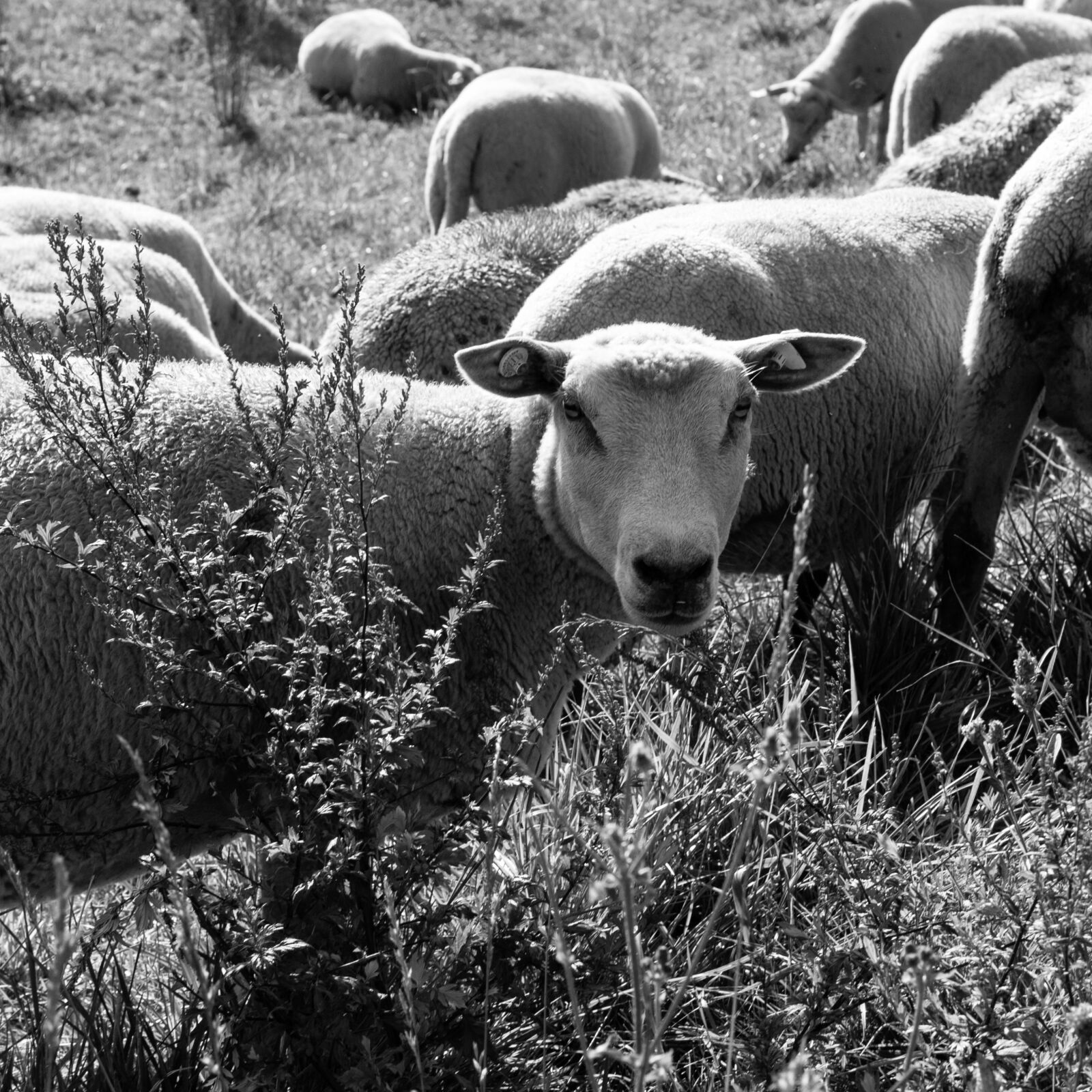 Canon EOS 600D (Rebel EOS T3i / EOS Kiss X5) + Canon EF 40mm F2.8 STM sample photo. Sheep, graze, eat photography