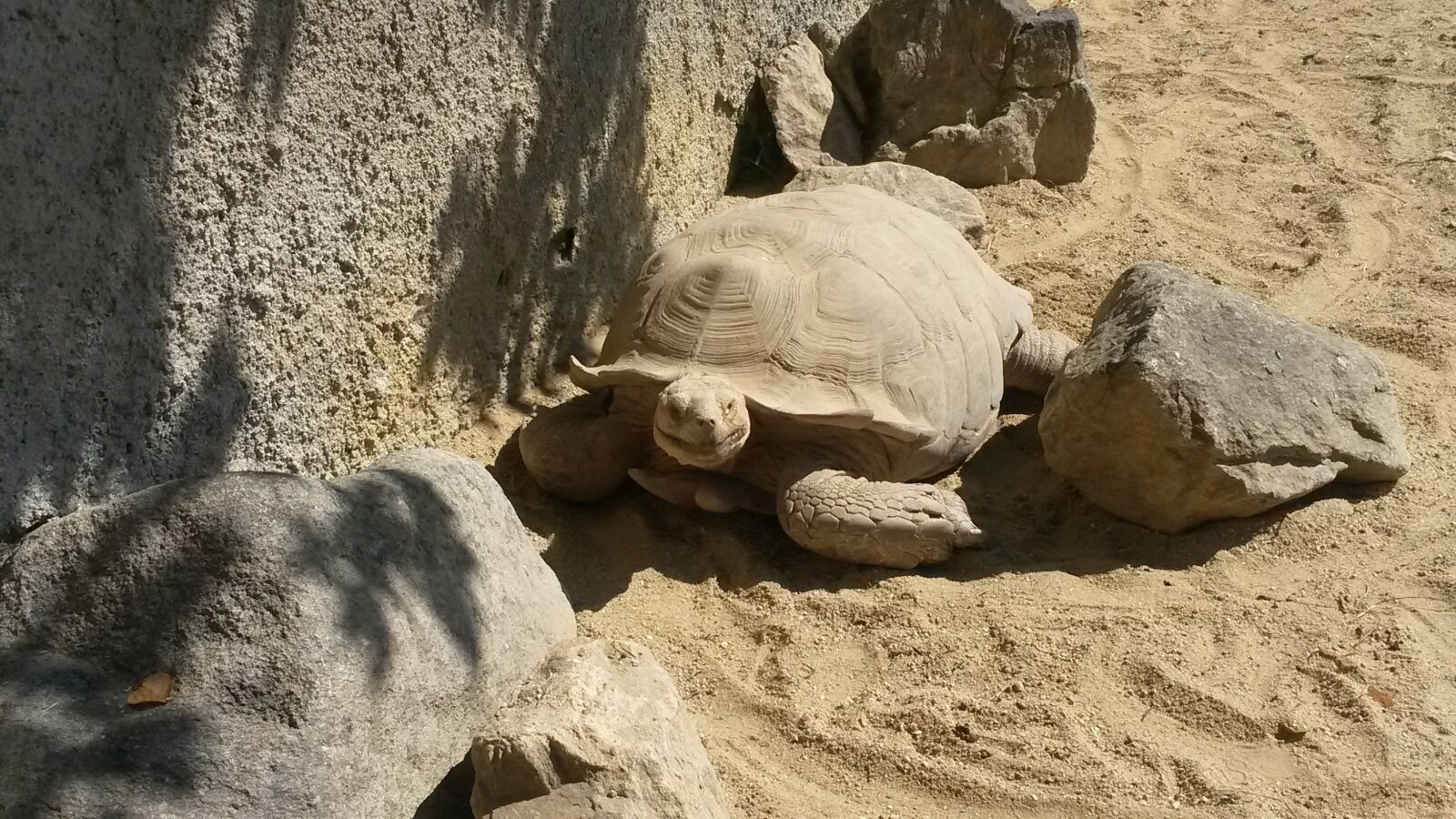 Samsung Galaxy S4 Mini sample photo. Zoo, deep, turtle photography