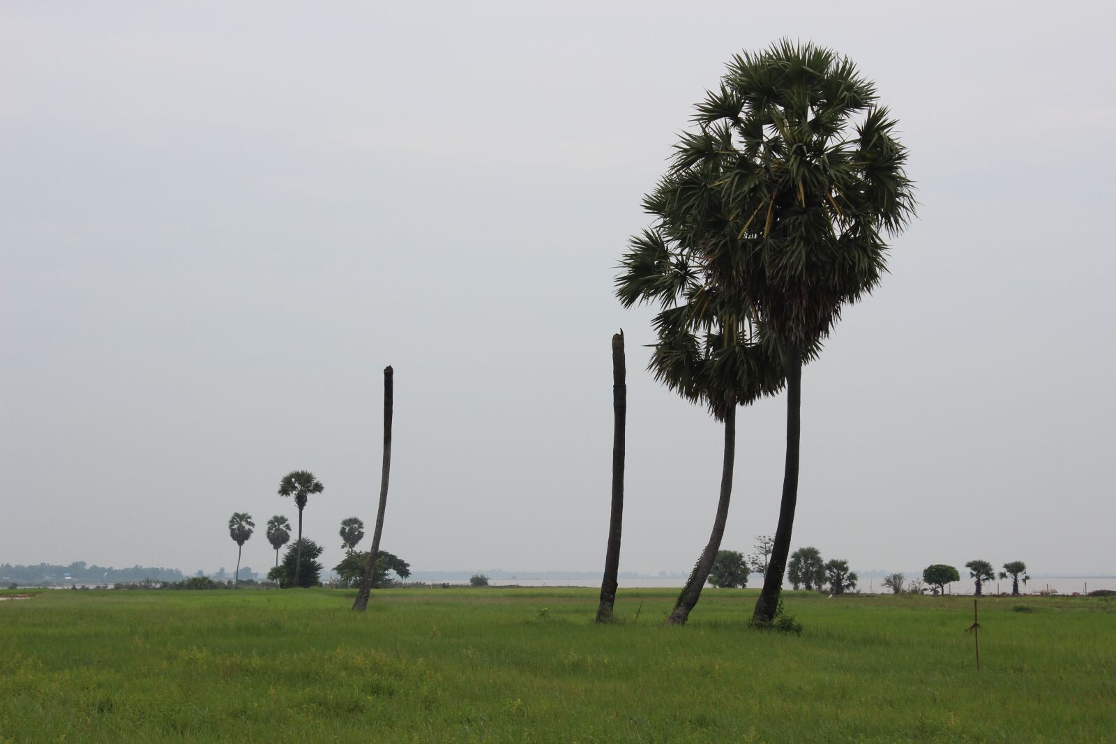 Canon EOS 600D (Rebel EOS T3i / EOS Kiss X5) sample photo. Landscape, palm tree, travel photography