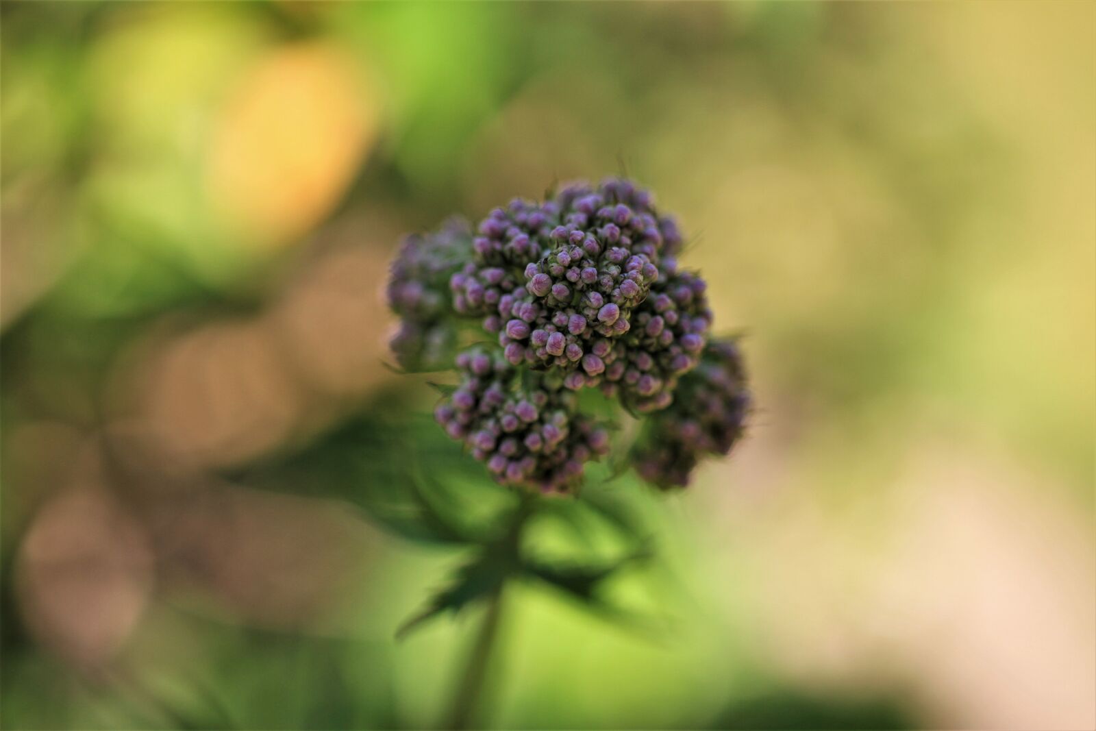 Canon EOS 7D sample photo. Valerian, herb, blossom photography