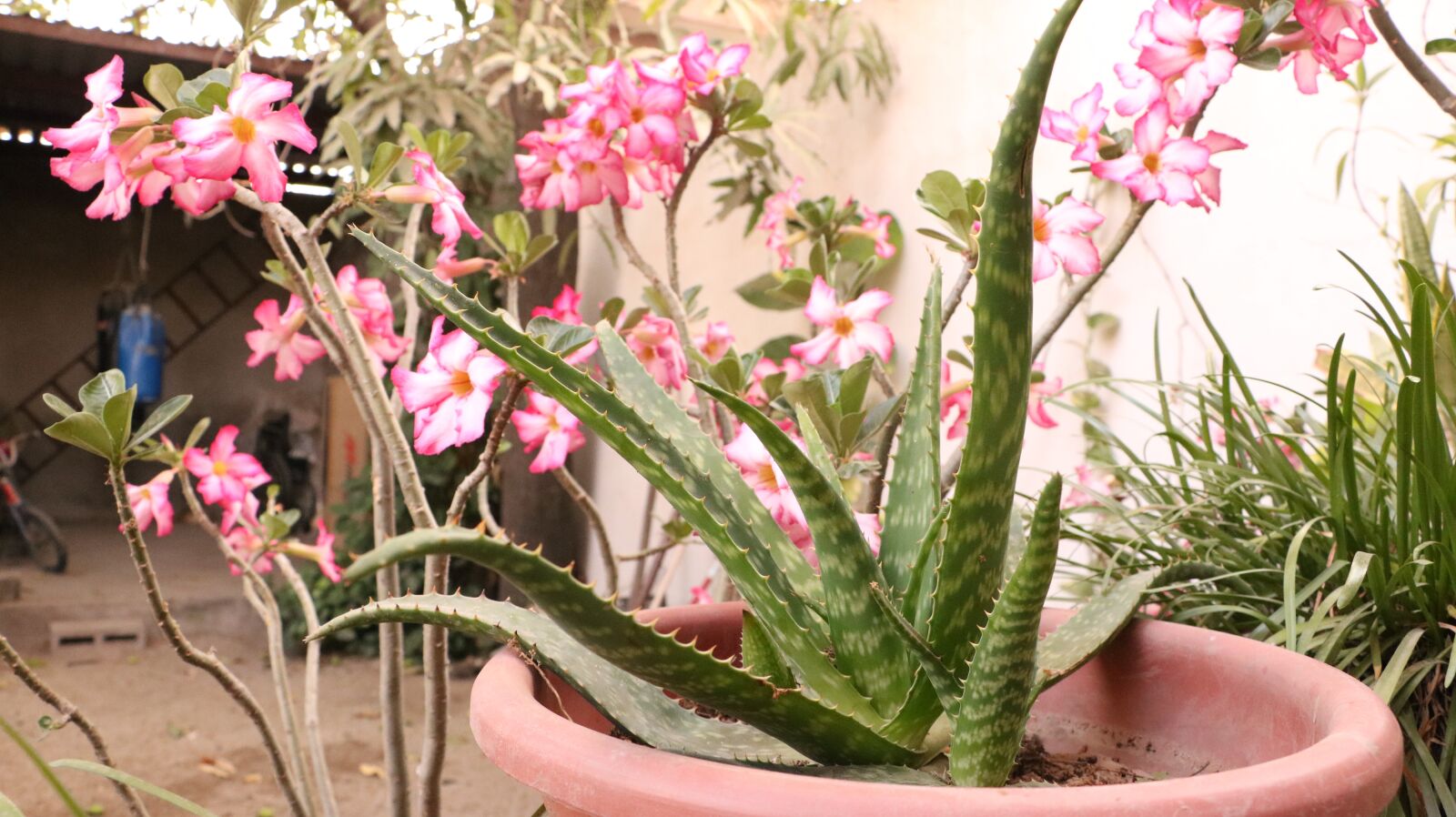 Canon EOS 750D (EOS Rebel T6i / EOS Kiss X8i) sample photo. Flowers, garden, plant photography