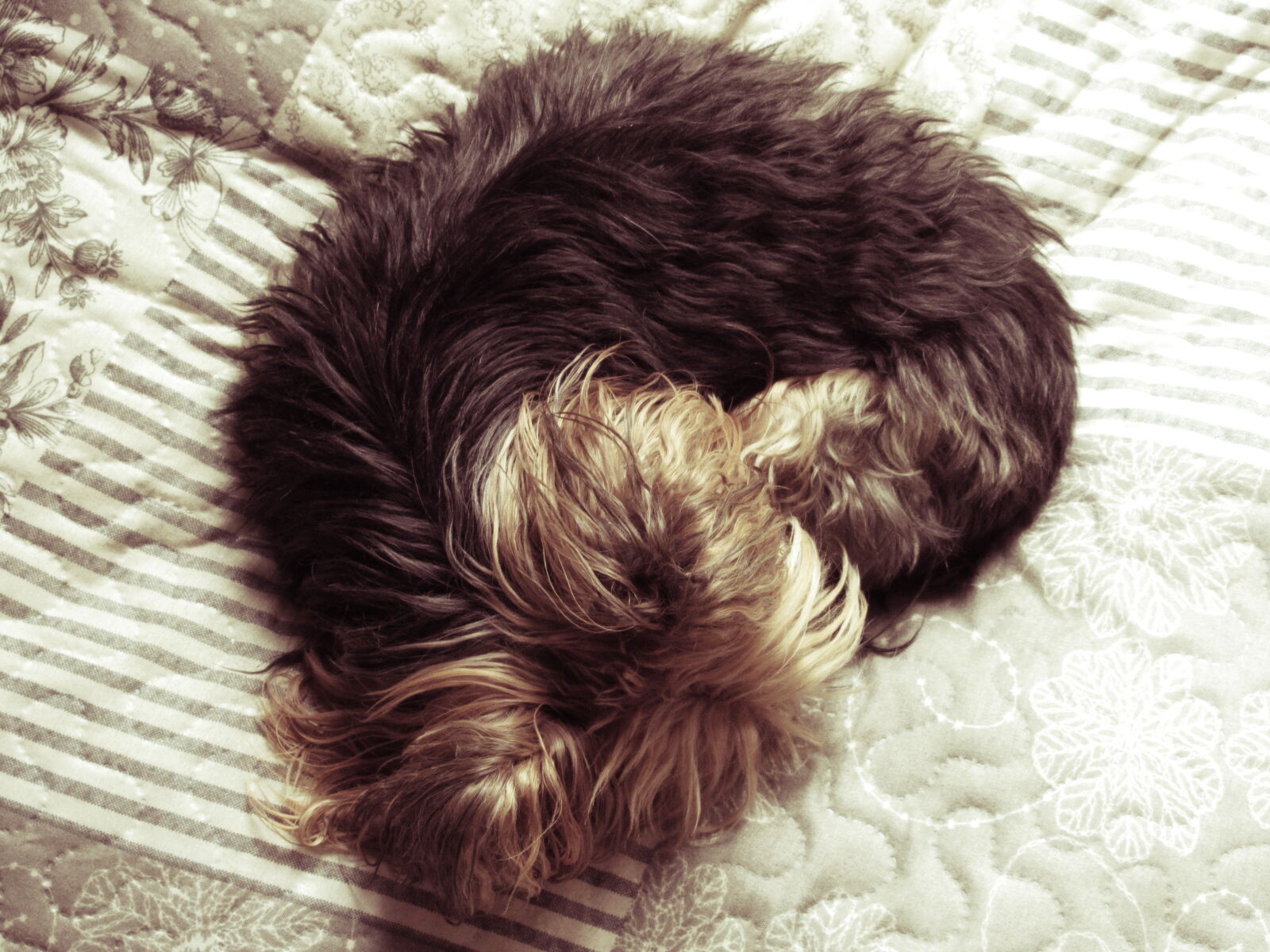 Canon PowerShot SX620 HS sample photo. Animal, curl, cute, dog photography