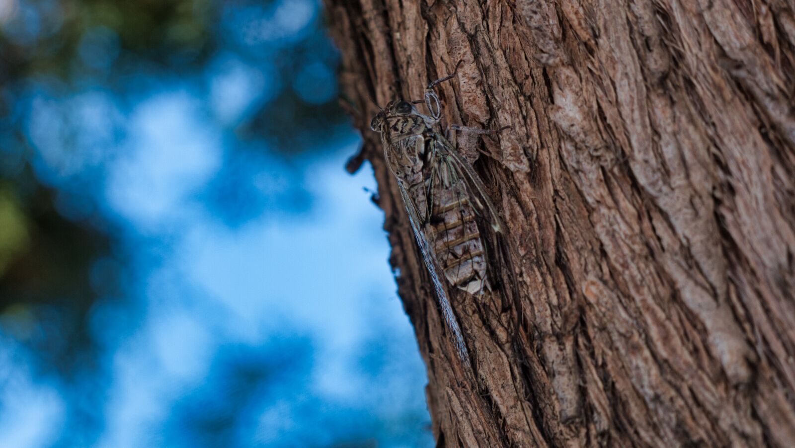 Panasonic Lumix DMC-G1 sample photo. Cicadas, tree, cicada photography