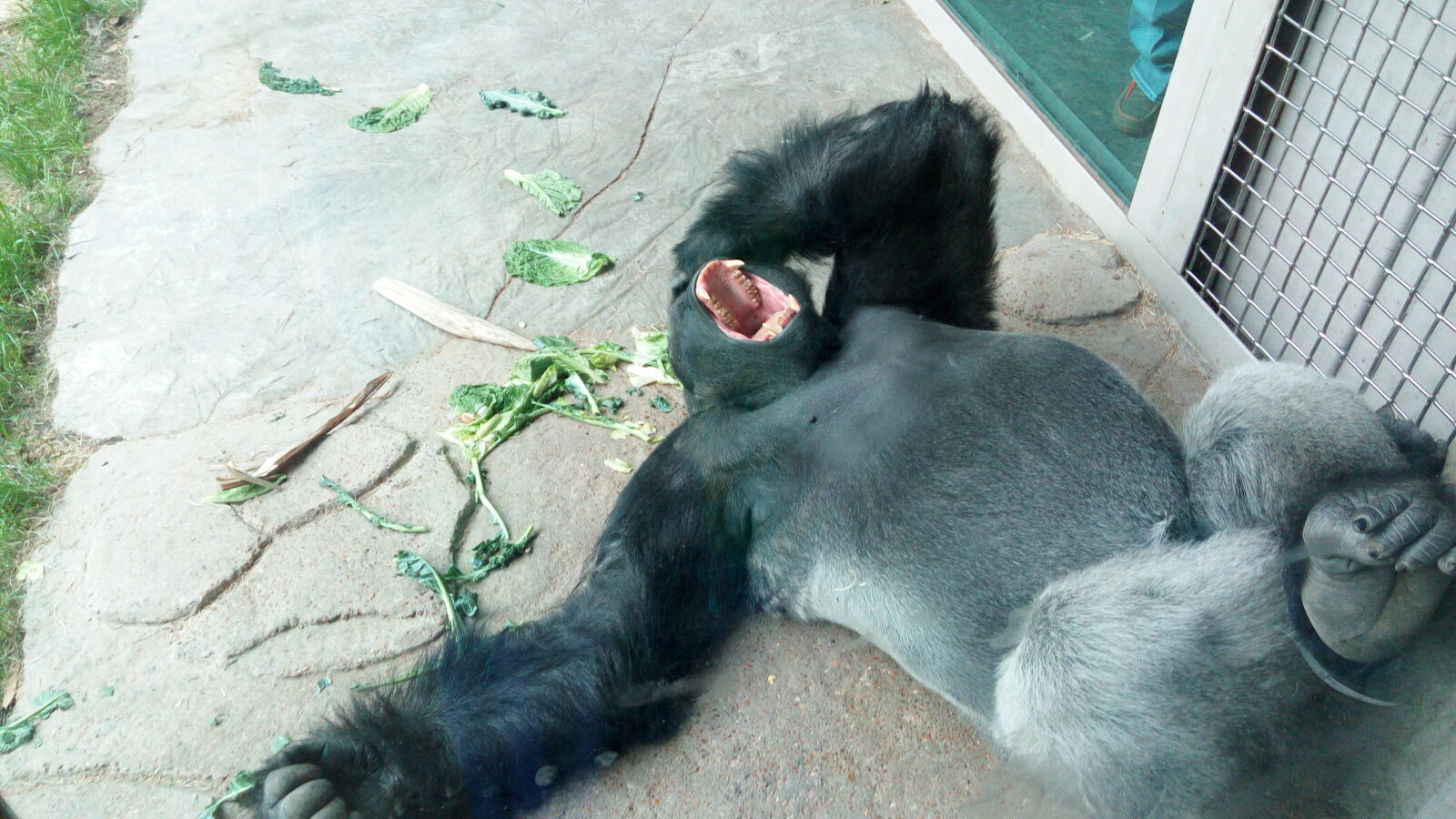 Lenovo VIBE X3 LITE sample photo. Bored, gorilla photography