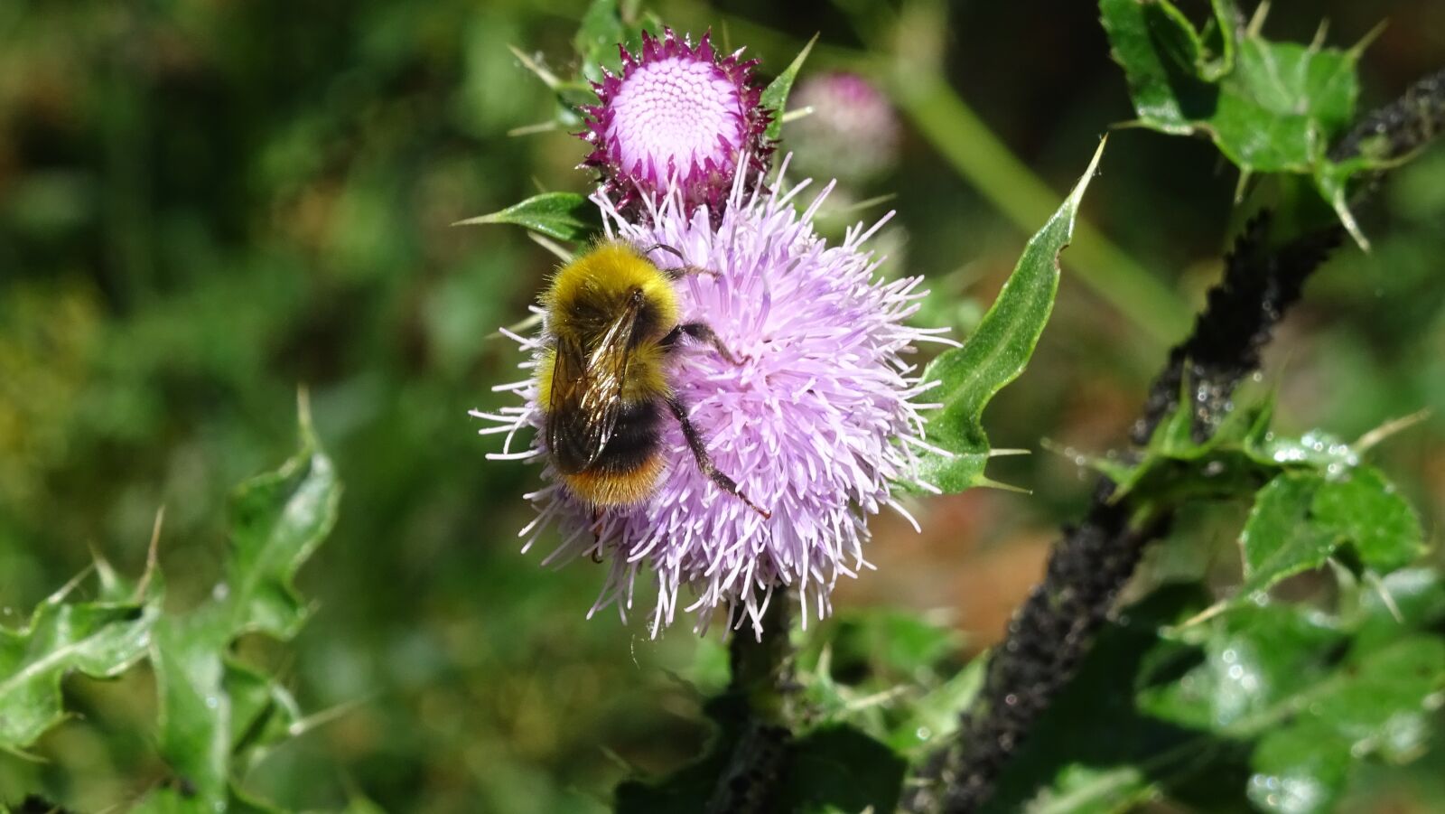 Sony DSC-HX60 sample photo. Thistle, bittern, insect photography