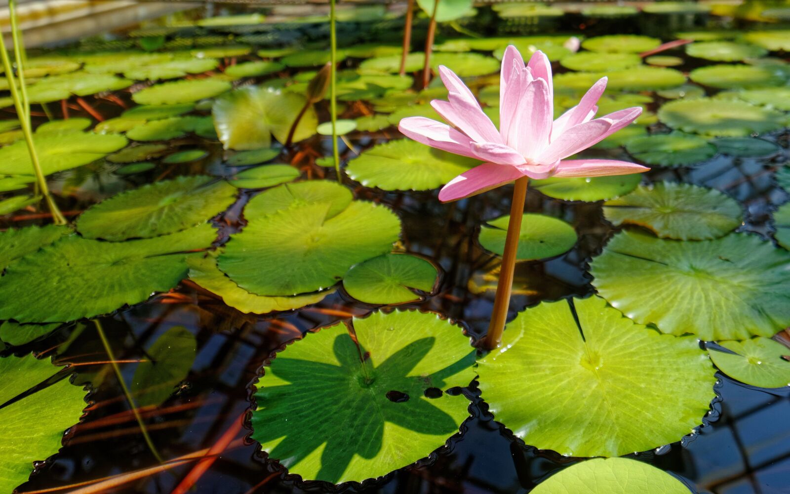 Nikon D5100 sample photo. Flower, pink, water lily photography