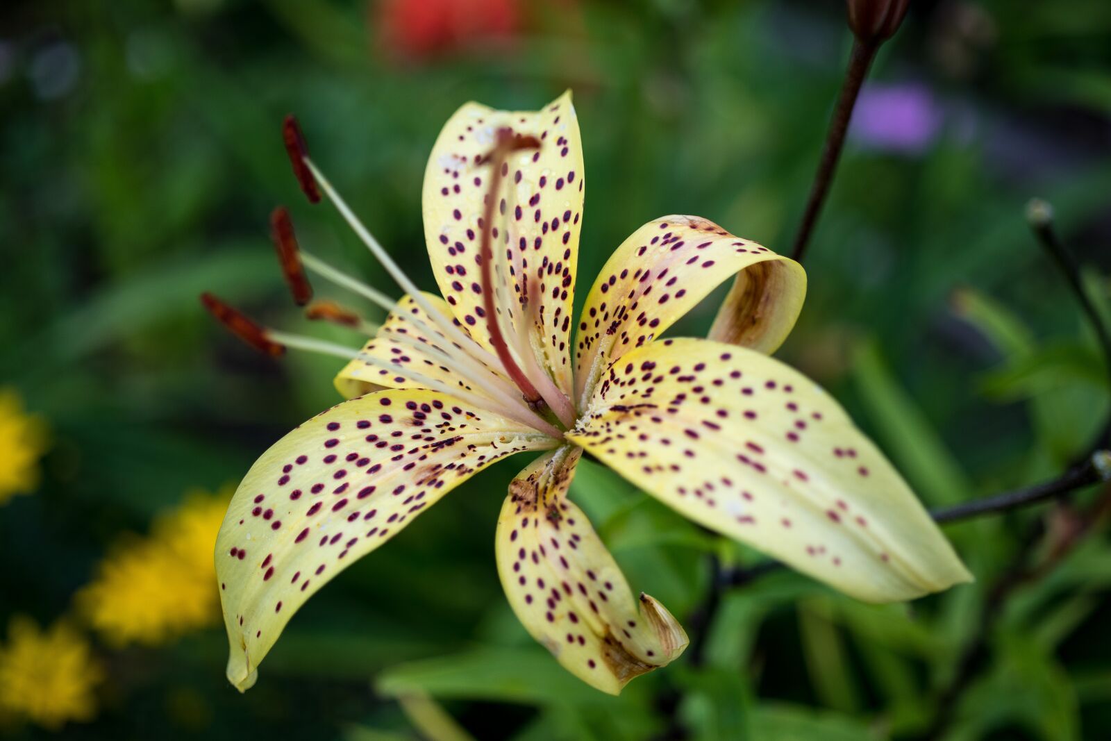 Canon EOS 80D sample photo. Flower, petals, nature photography