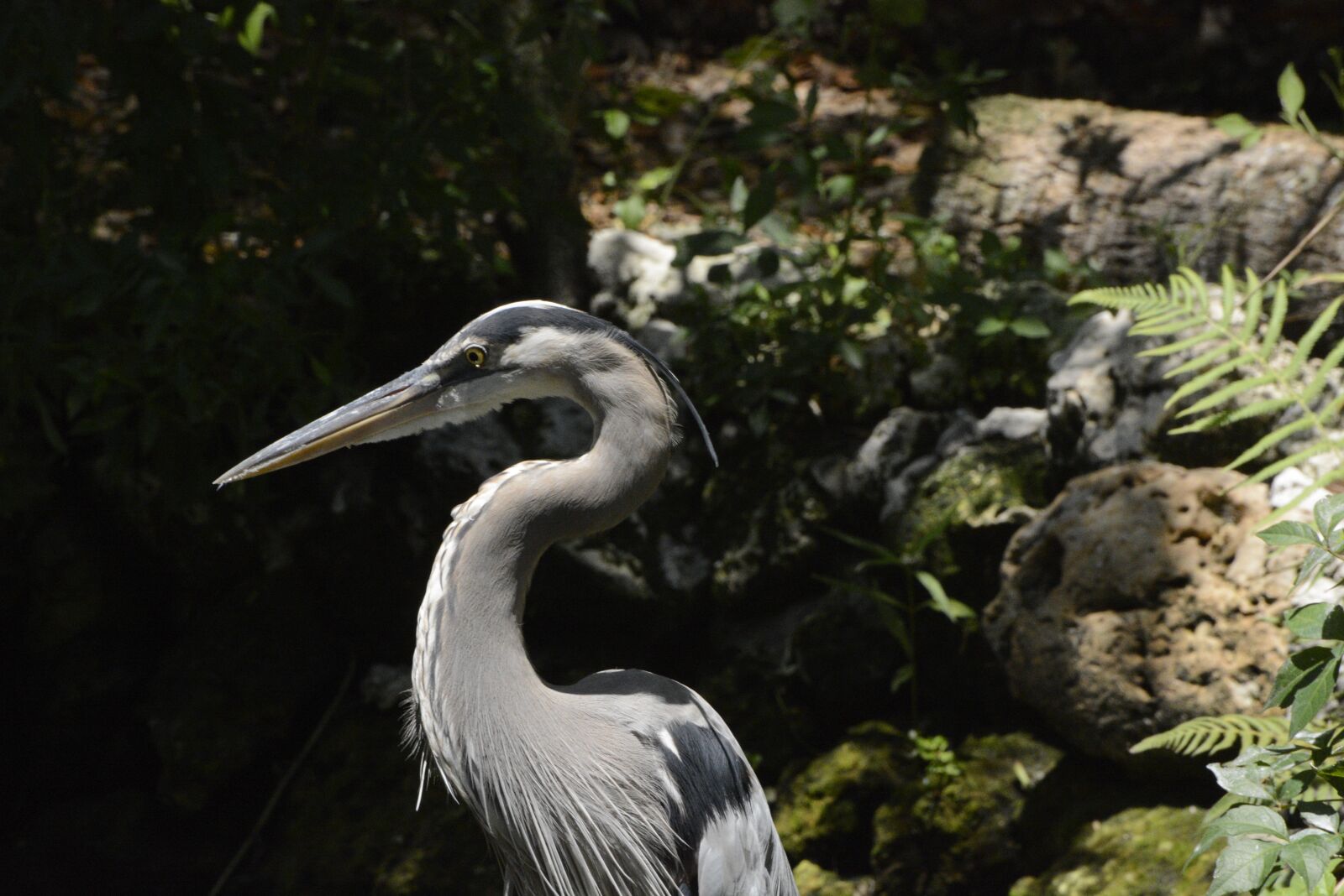 Nikon D7100 sample photo. Great blue heron, bird photography