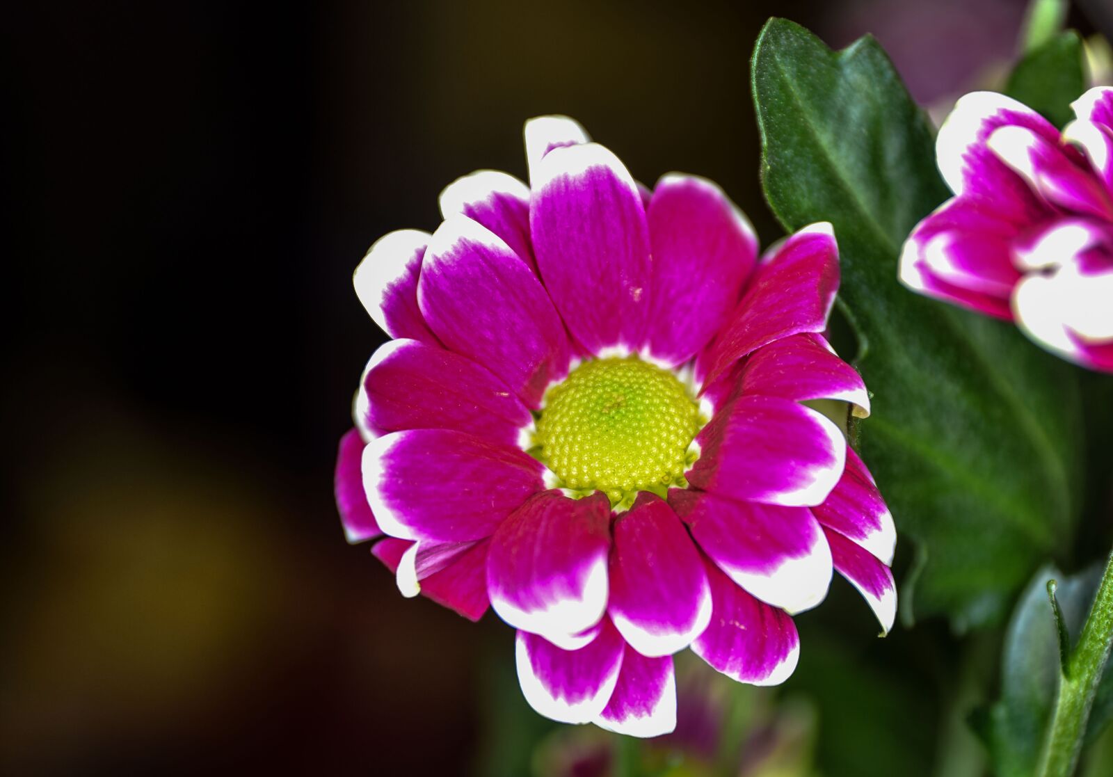 Nikon D5300 sample photo. Chryzantema, flower, rozkvitnutý photography
