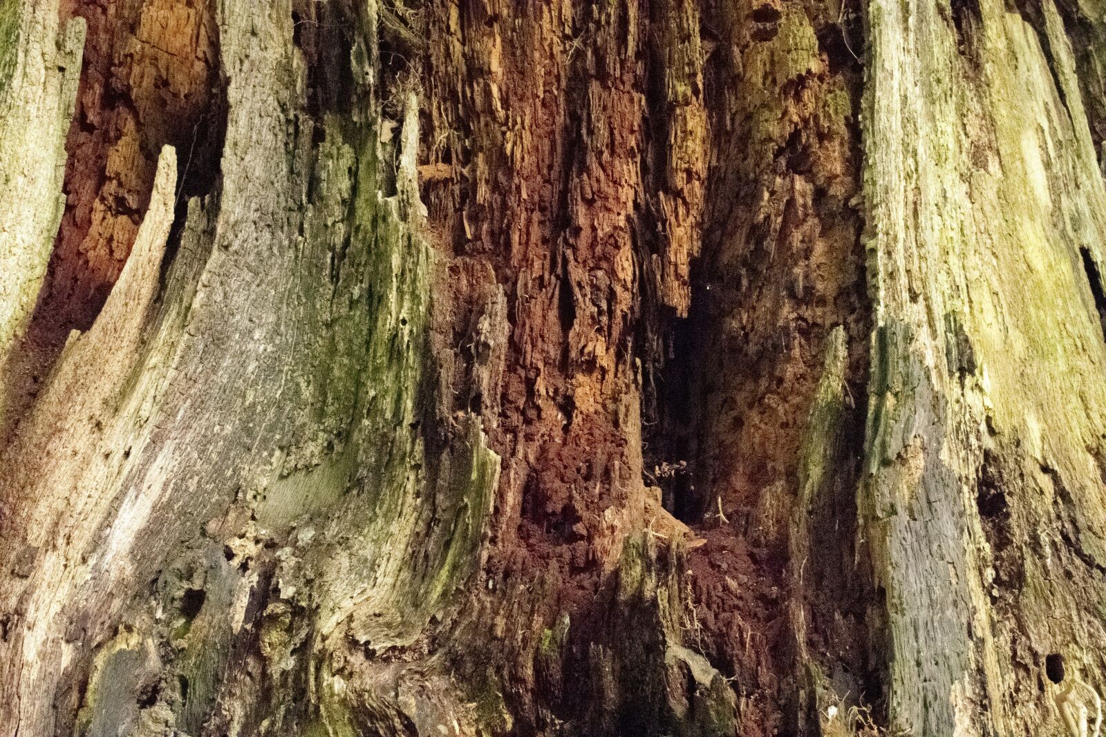 Nikon D3400 sample photo. Trunk, old tree trunk photography