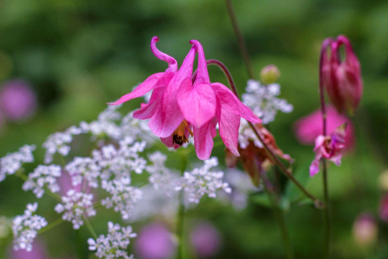 Canon EOS 700D (EOS Rebel T5i / EOS Kiss X7i) sample photo. Columbine, meadow, flower photography