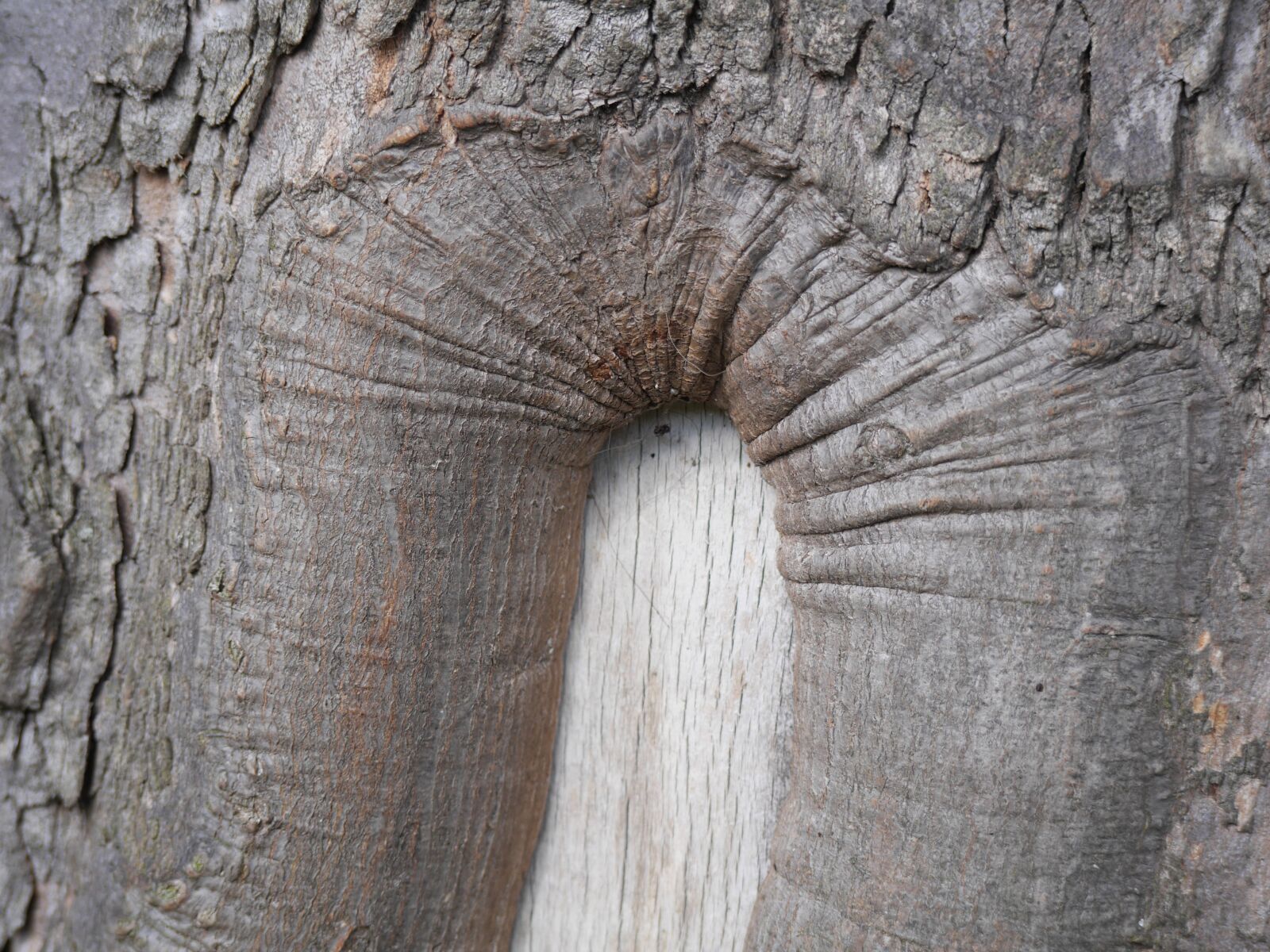 Panasonic Lumix DMC-GH3 sample photo. Bark, tree, trunk photography