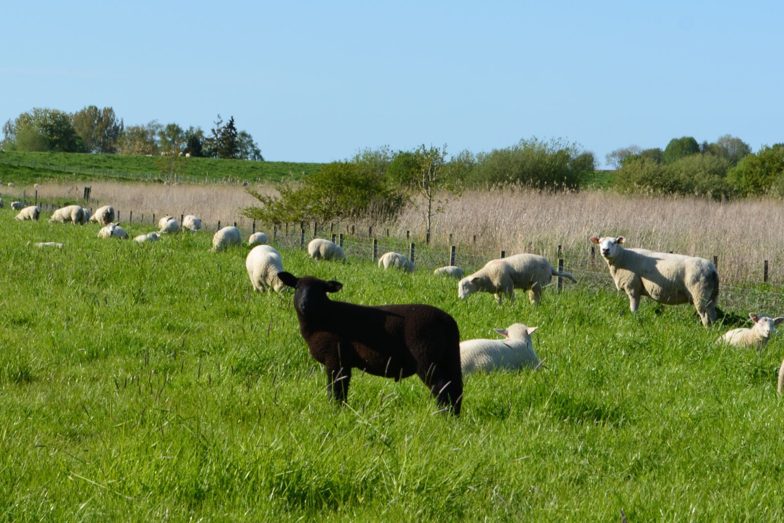 Nikon D5200 sample photo. Grass, farm, meadow photography