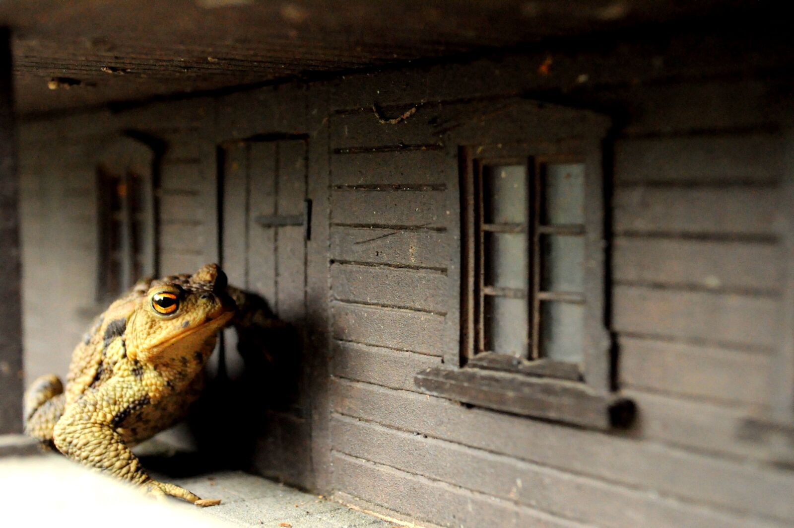 Nikon D5000 sample photo. Animal, frog, nature photography