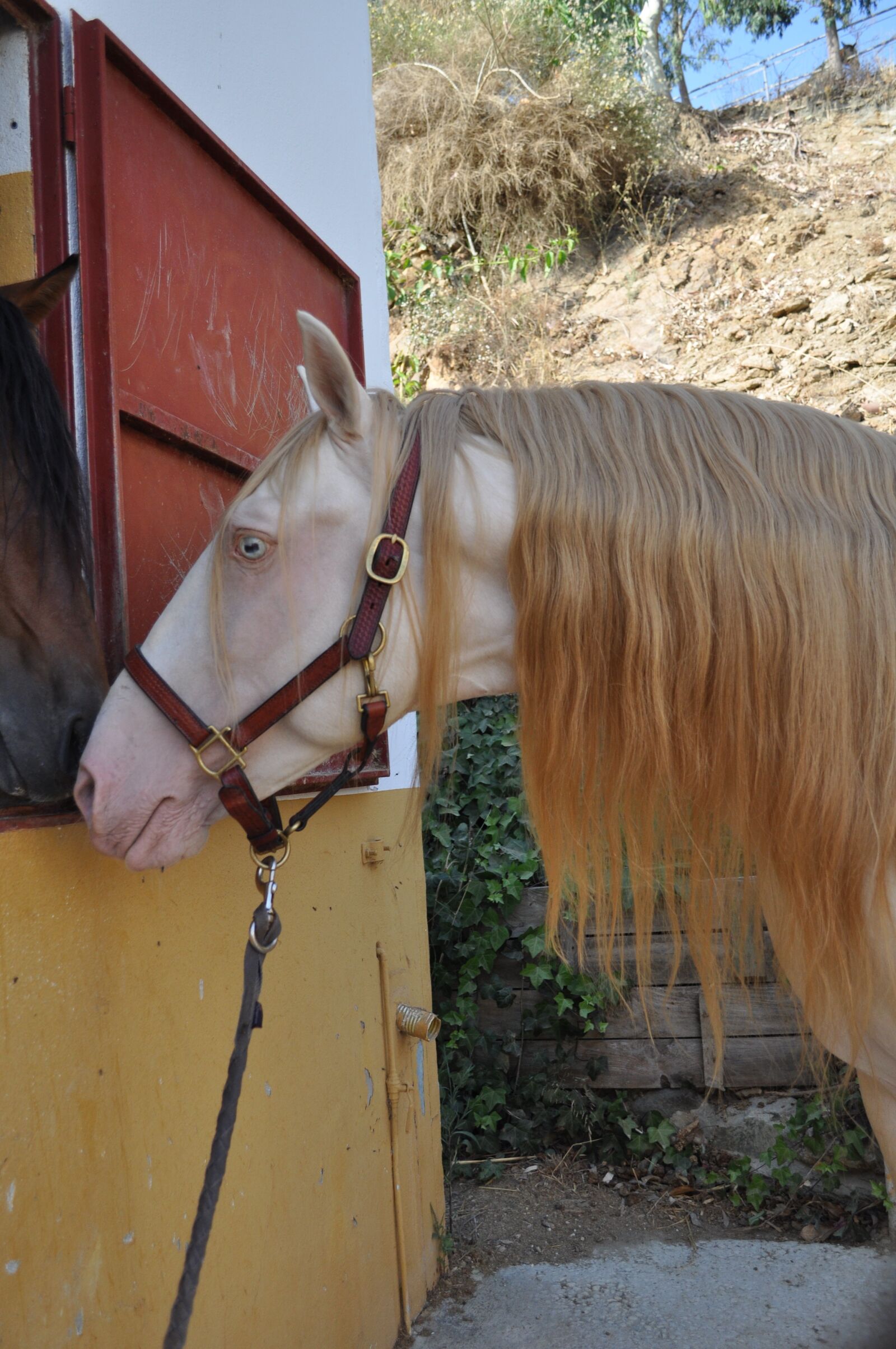Nikon D5000 sample photo. Cremello, stallion, spanish horse photography