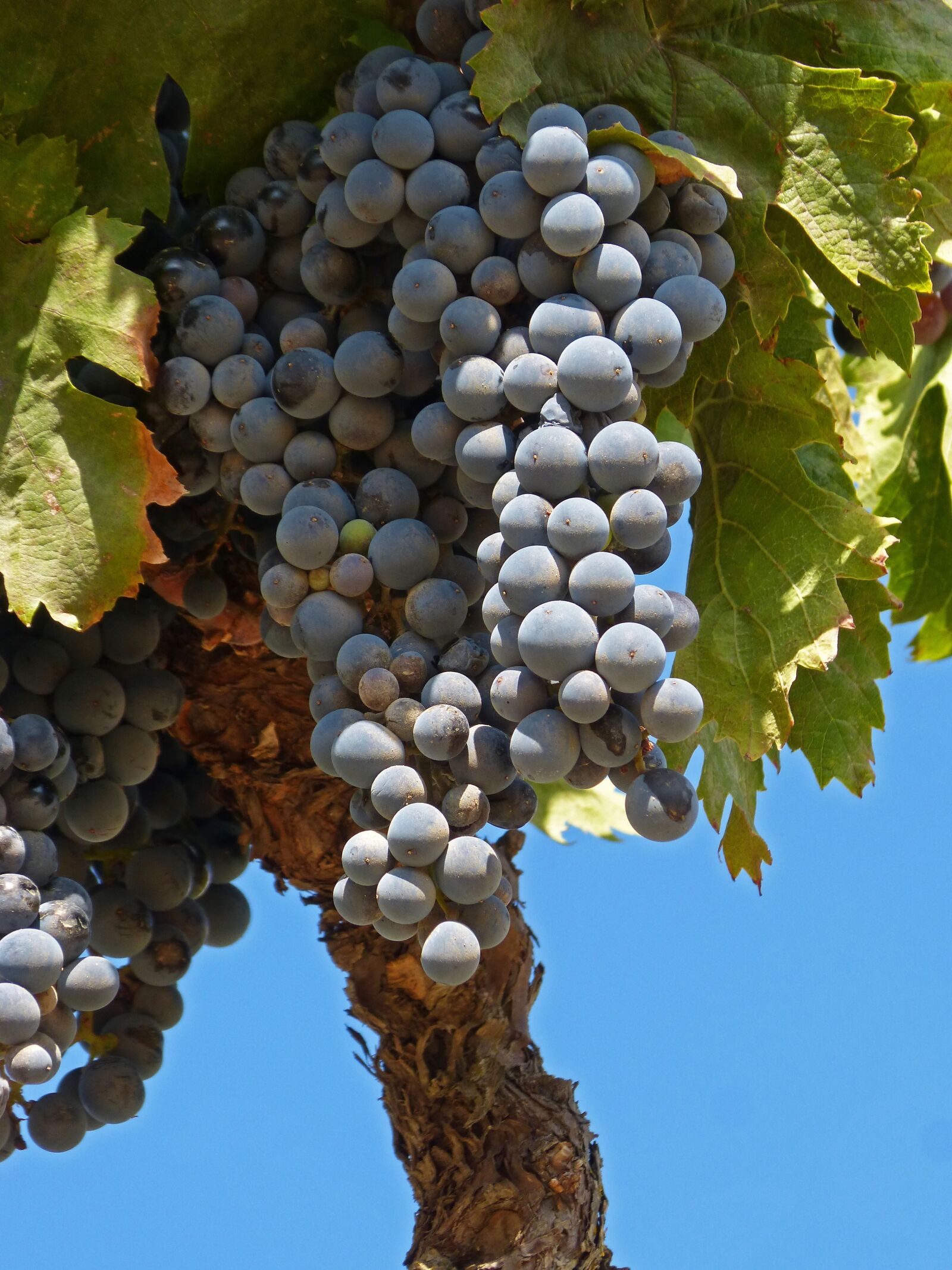 Panasonic DMC-FZ62 sample photo. Grape, garnacha, doq priorat photography