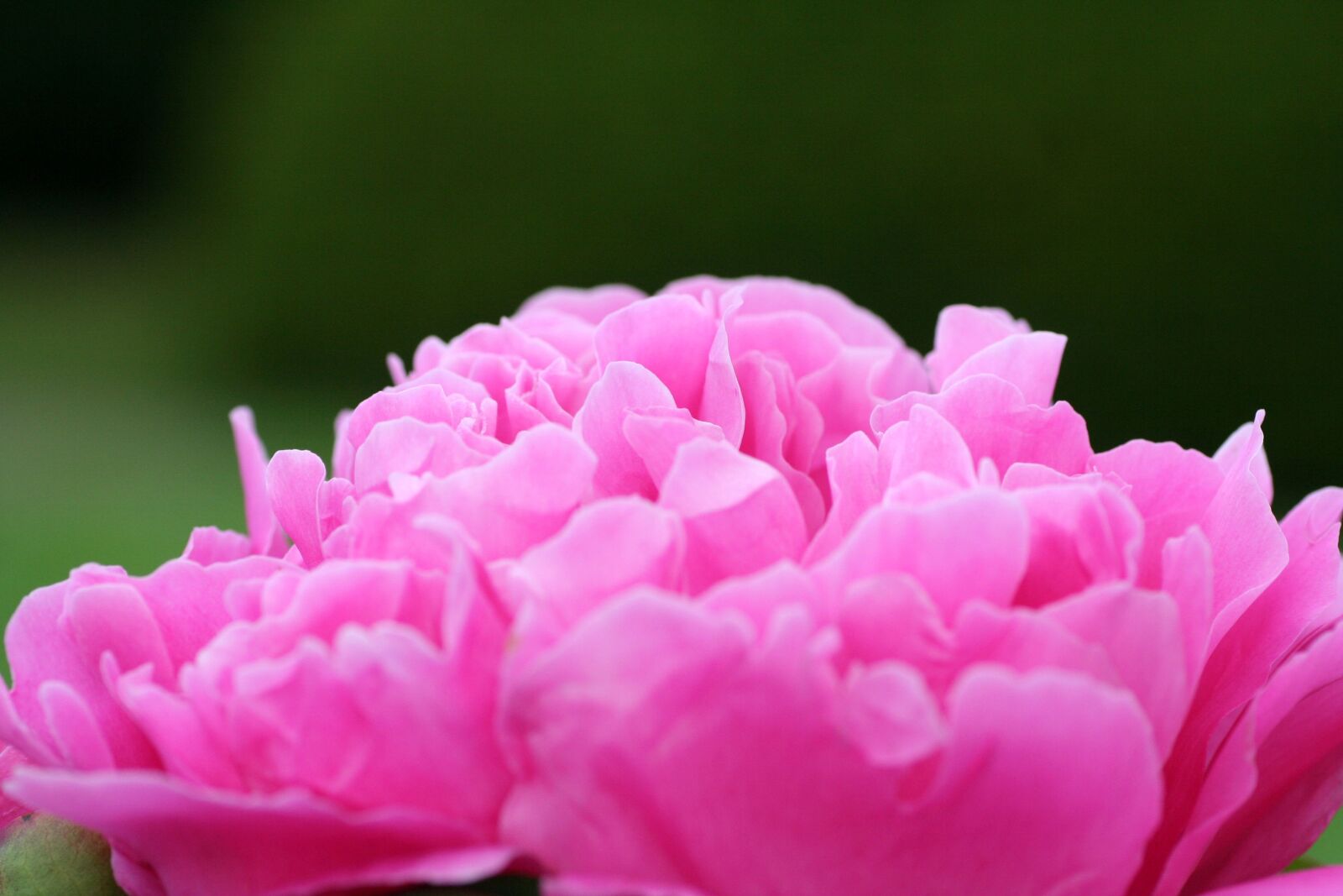 Canon EOS 350D (EOS Digital Rebel XT / EOS Kiss Digital N) sample photo. Flower, peony, pink photography