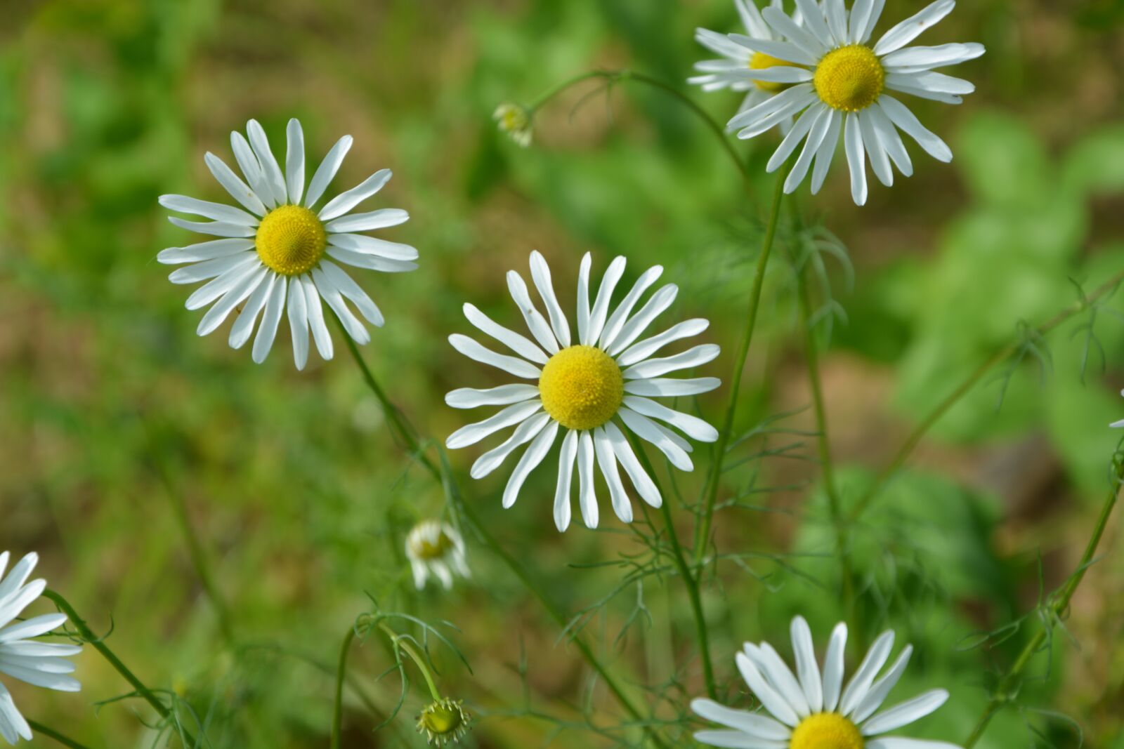 Nikon D5200 sample photo. Daisies, white flowers, garden photography