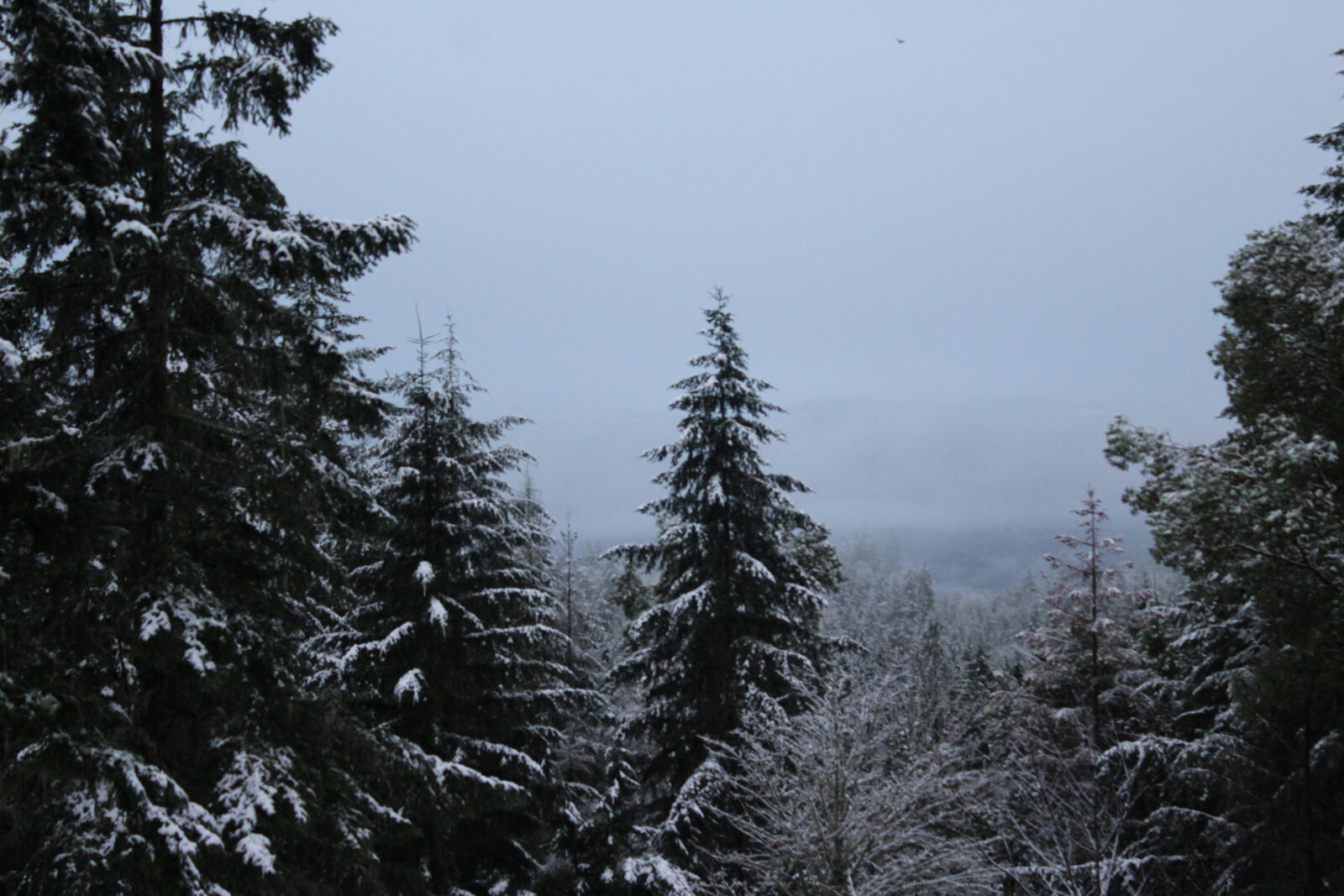 Canon EOS 1200D (EOS Rebel T5 / EOS Kiss X70 / EOS Hi) sample photo. Christmas, oregon, pine, trees photography