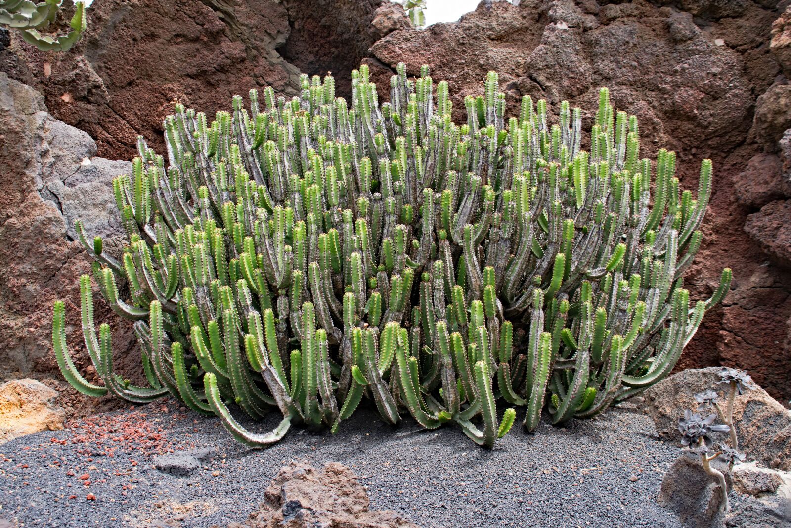 Nikon D5300 sample photo. Jardin de cactus, cactus photography