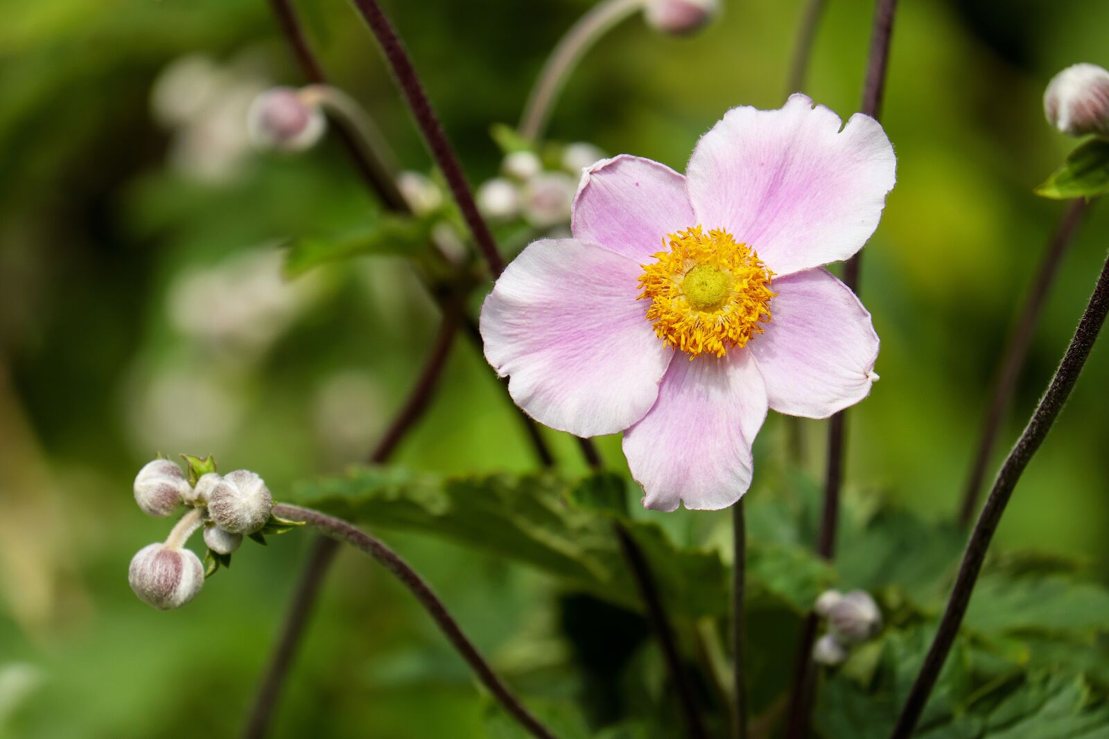Fujifilm X-T10 + Fujifilm XC 50-230mm F4.5-6.7 OIS sample photo. Anemone, flower, blossom photography
