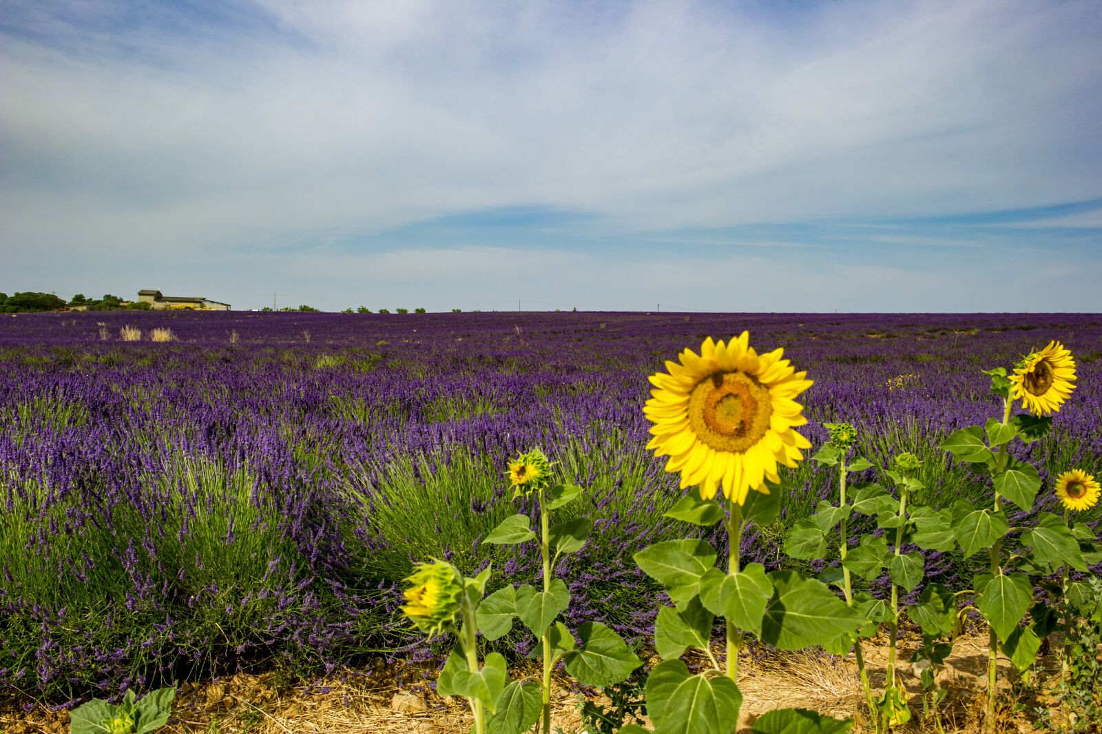 Nikon D3S sample photo. Sunflower, provence, landscape photography