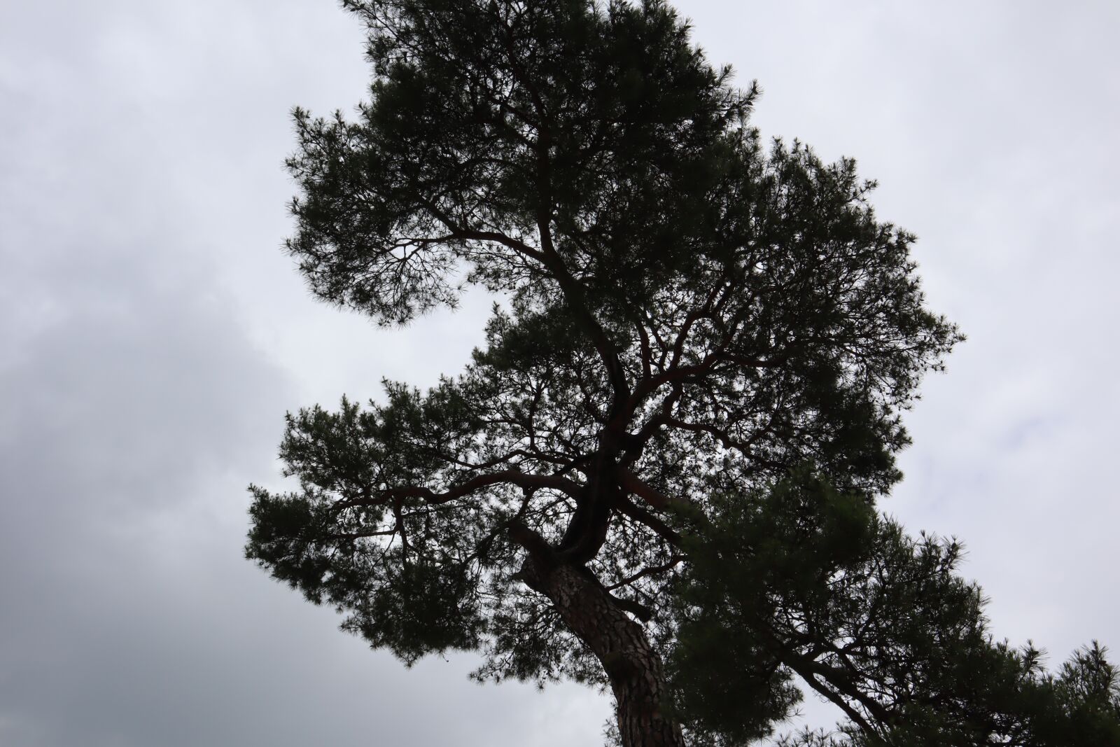 Canon EOS M50 (EOS Kiss M) sample photo. Plants, nature, wood photography