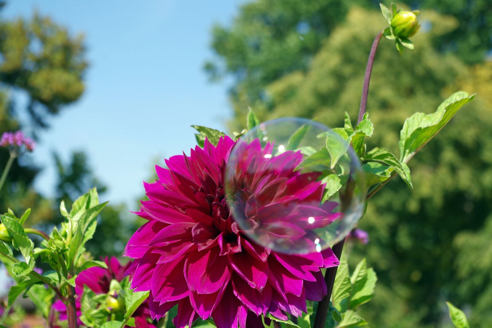 Pentax K-S2 sample photo. Dahlia, soap bubble, fun photography