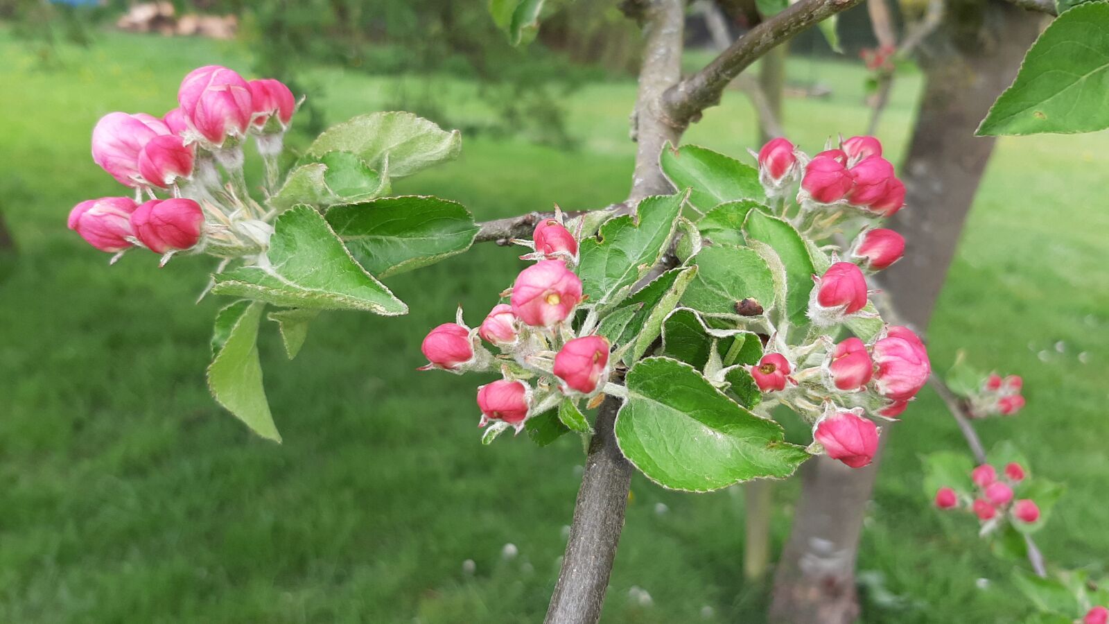 Samsung Galaxy A50 sample photo. Spring, apple, flowers photography