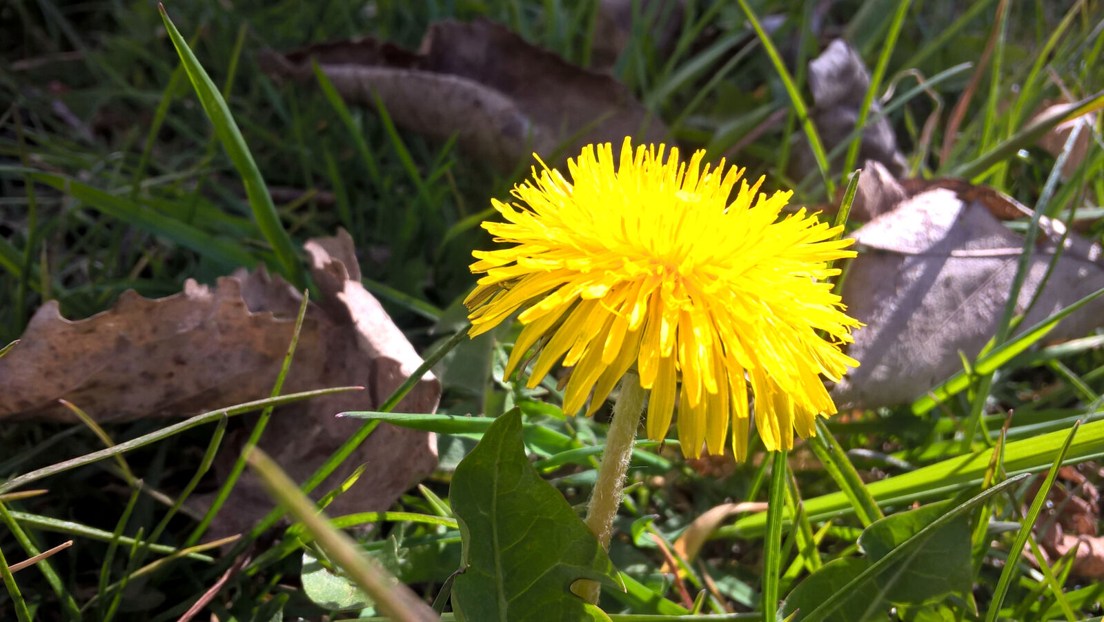 Microsoft Lumia 640 LTE sample photo. Dandelion, flower photography