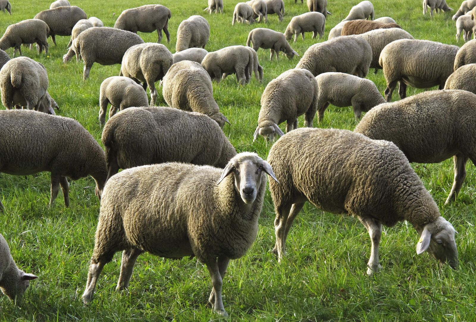 Canon PowerShot G12 sample photo. Sheep, flock, flock of photography