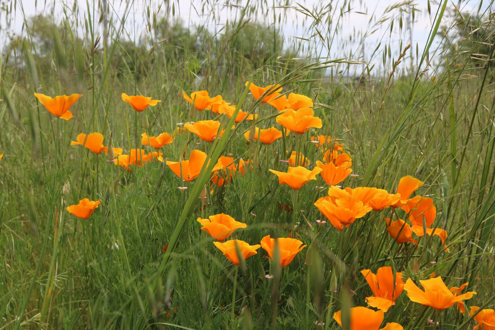 Canon EOS 750D (EOS Rebel T6i / EOS Kiss X8i) + Canon EF-S 18-55mm F3.5-5.6 IS STM sample photo. Poppies, california poppies, flowers photography