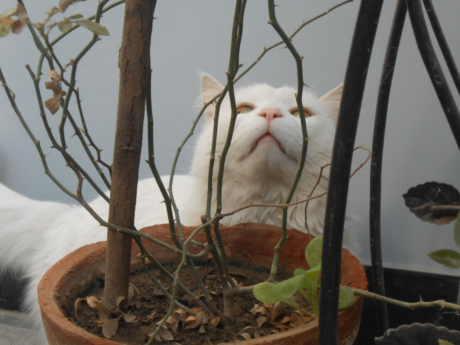 Nikon COOLPIX S4200 sample photo