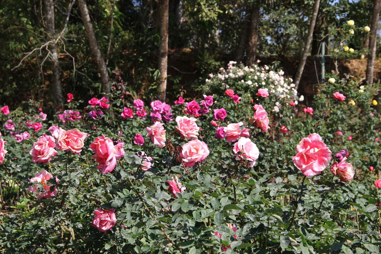 Canon EOS 550D (EOS Rebel T2i / EOS Kiss X4) sample photo. Leash, chiang mai thailand photography