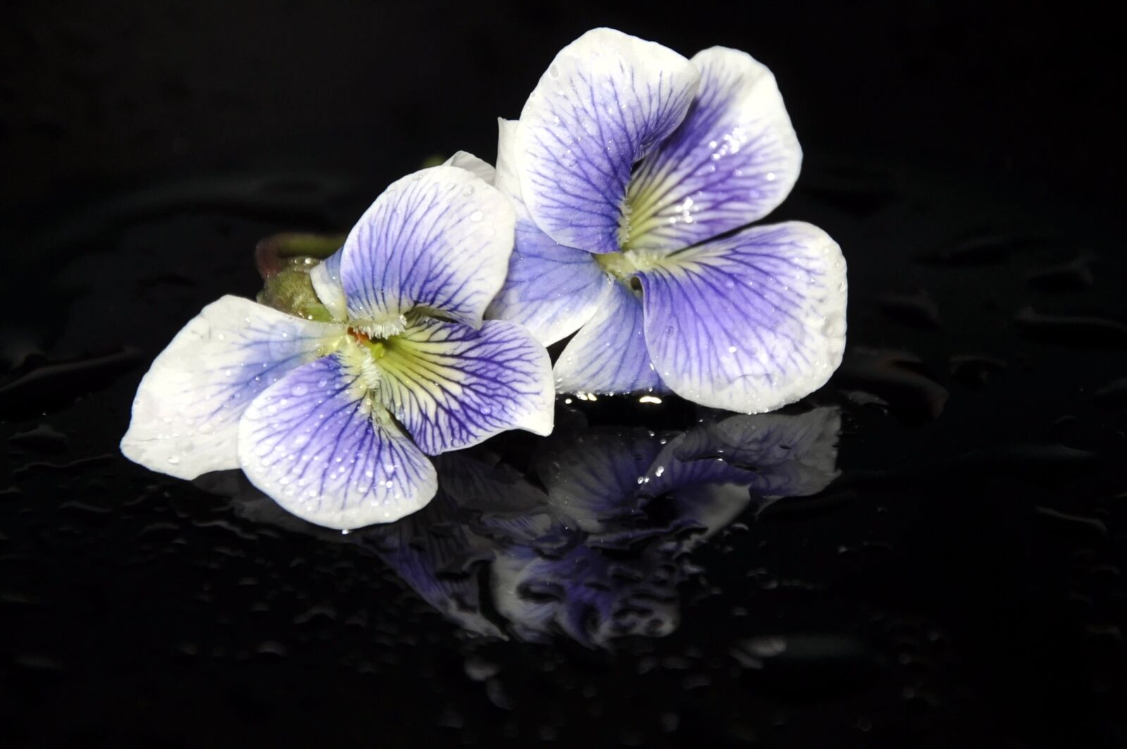 Nikon D90 sample photo. Spring, violet, nature photography