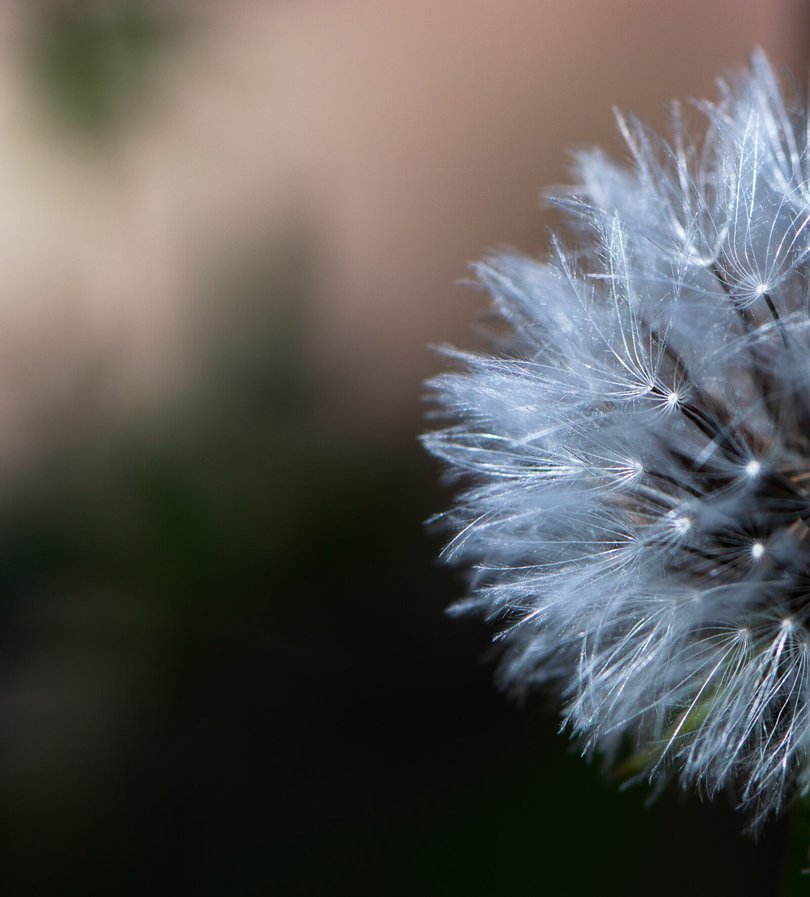 Nikon D5600 sample photo. Happy passover, mothers day photography