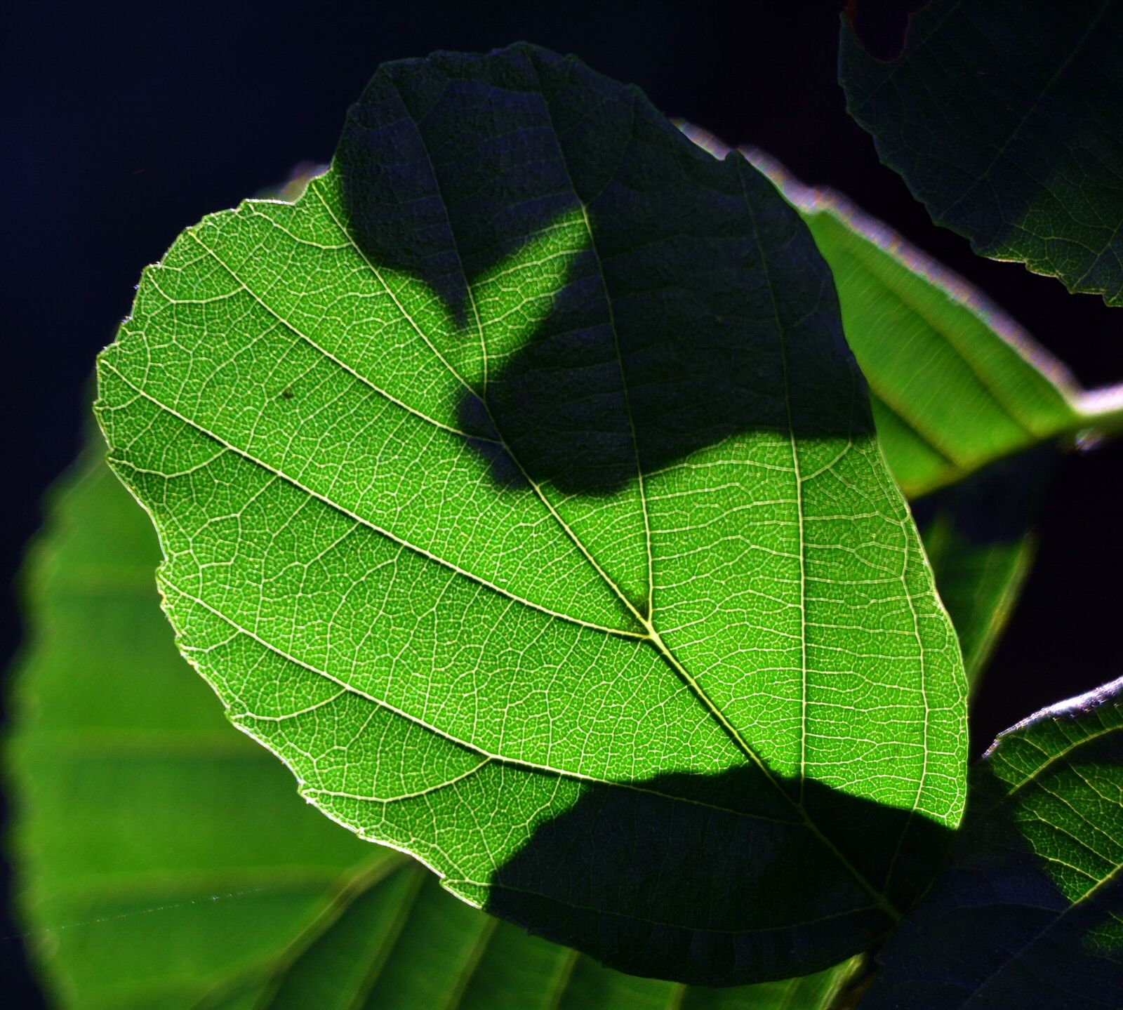 Nikon D7100 sample photo. Foliage, green, light photography