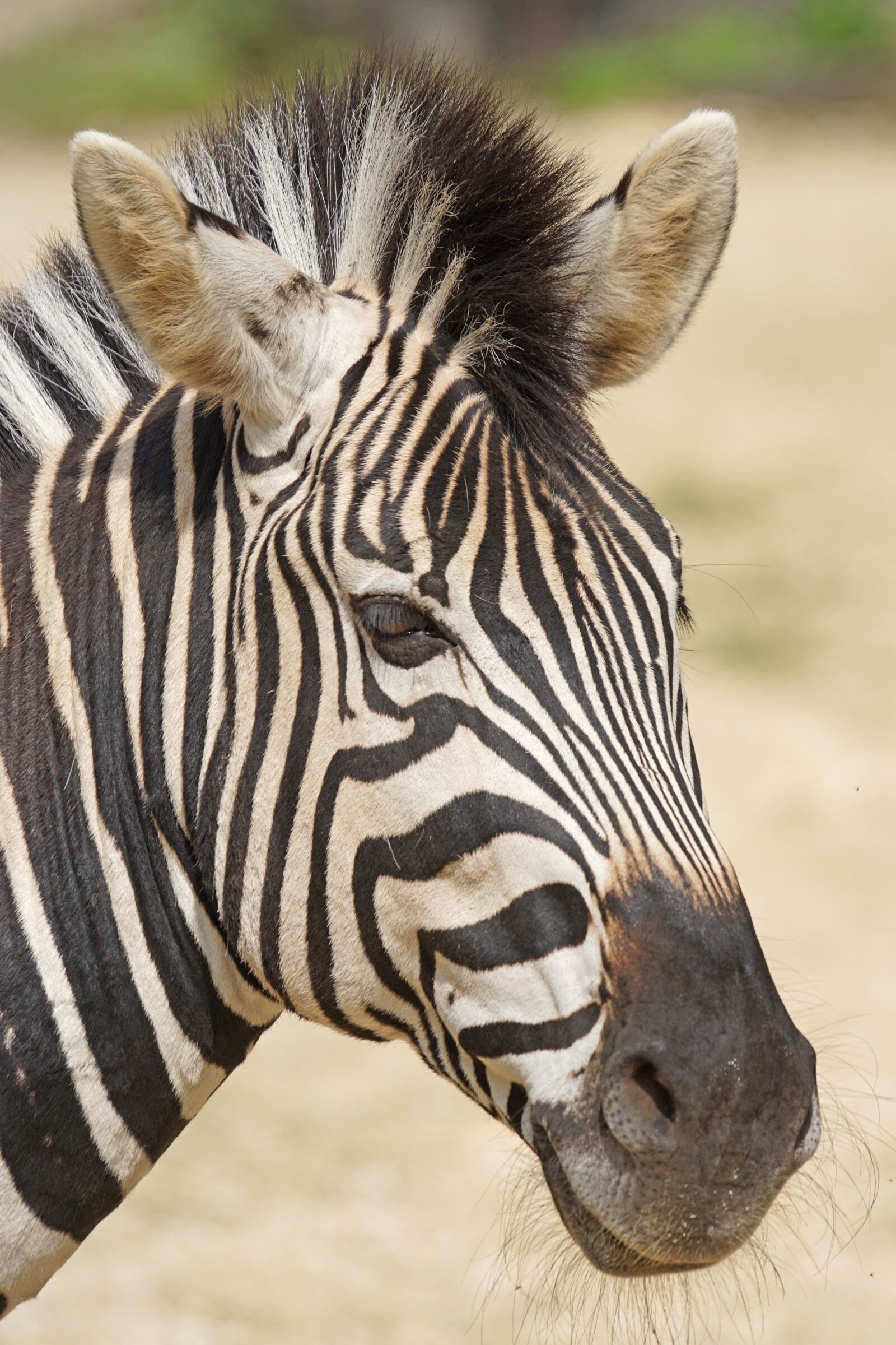 Sony ILCA-77M2 + Sony 70-400mm F4-5.6 G SSM sample photo. Zebra, chapman burchell's zebra photography
