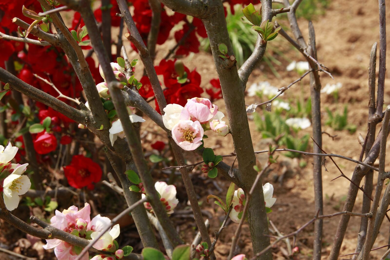 Canon EOS 700D (EOS Rebel T5i / EOS Kiss X7i) sample photo. Pink, fruit, atmosphere photography